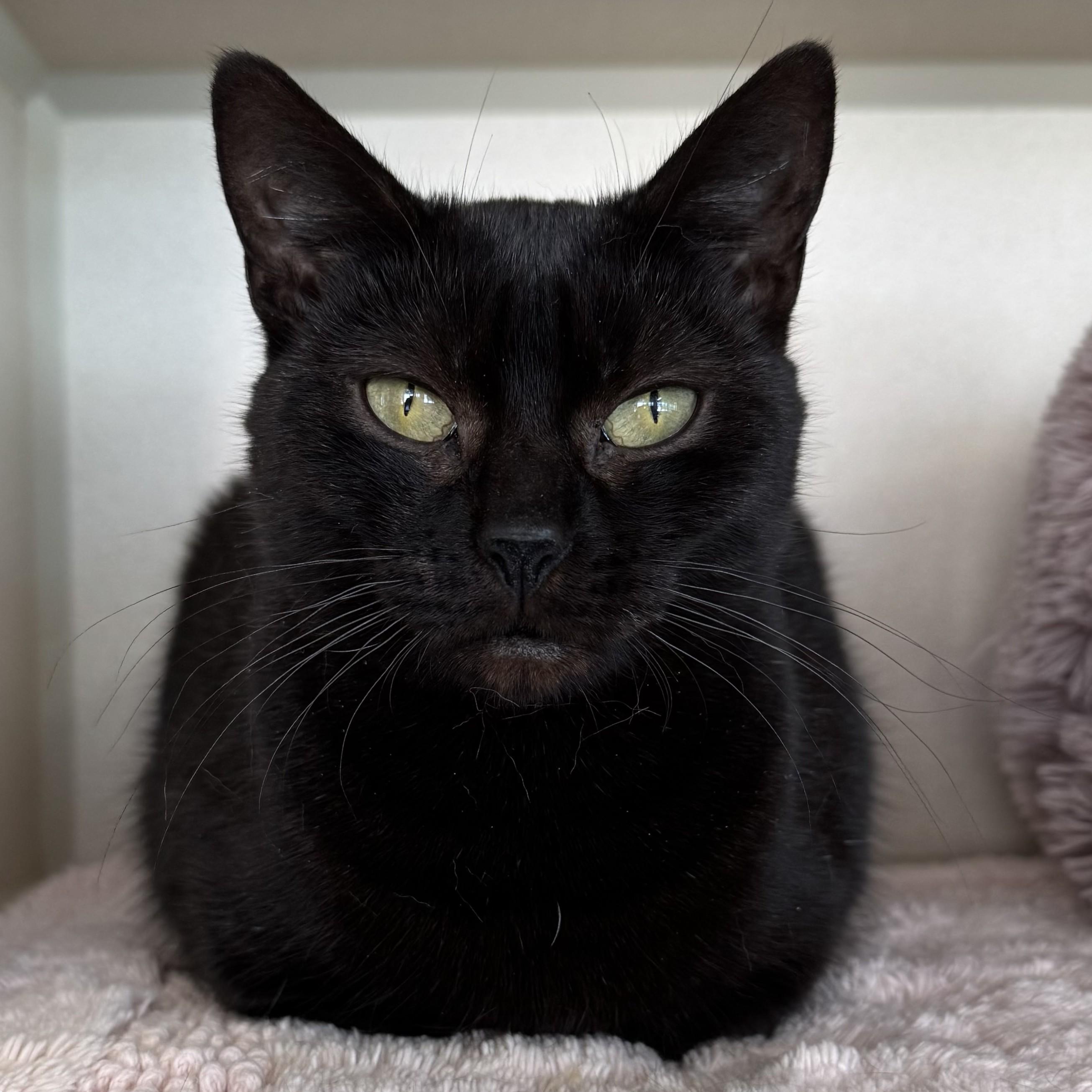 Sharpei, ADOPTABLE, Adult Female Domestic Short Hair.