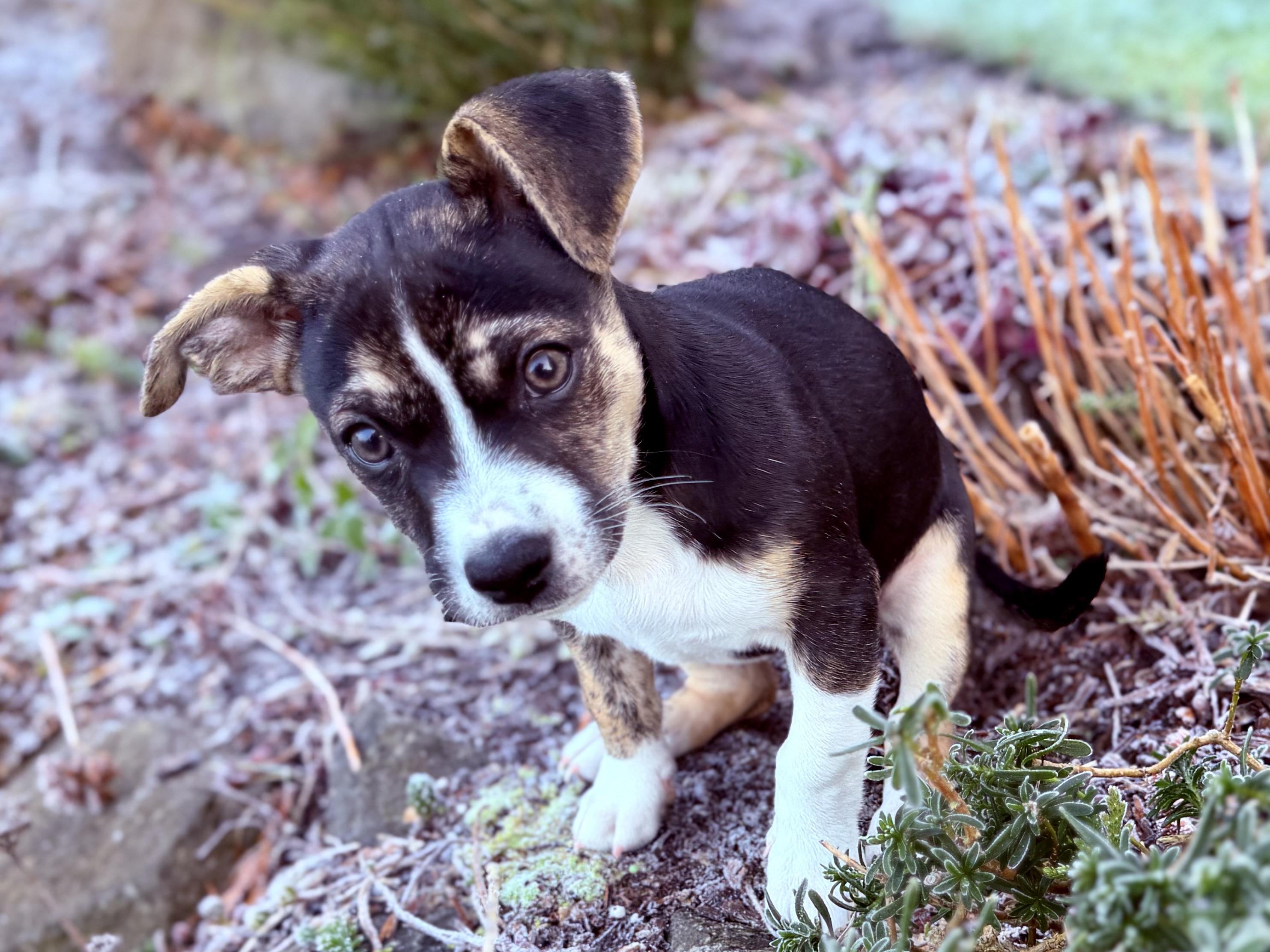 Junebug - Adoptable Pet | Petfinder | Petfinder