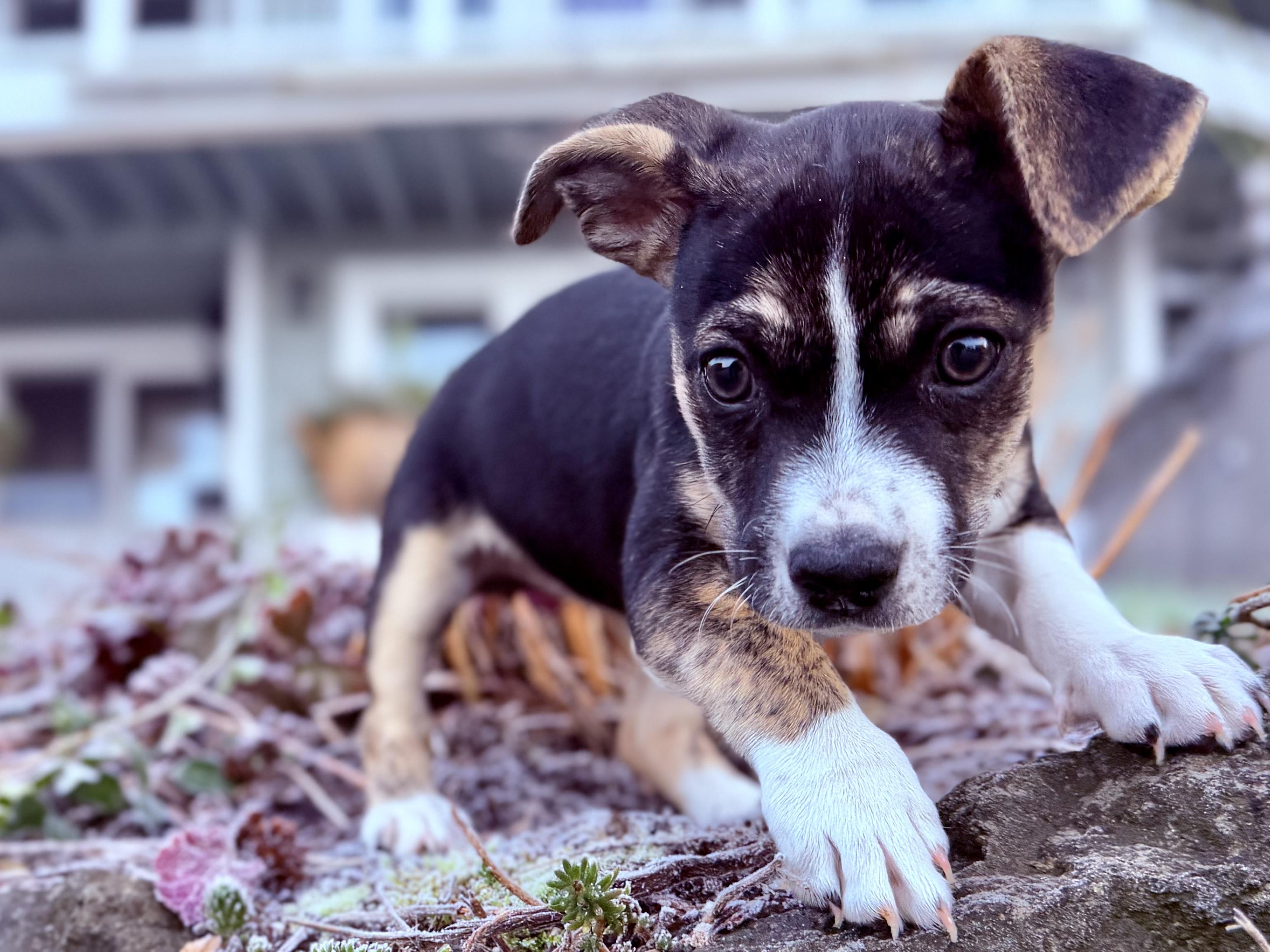 Junebug - Adoptable Pet | Petfinder | Petfinder