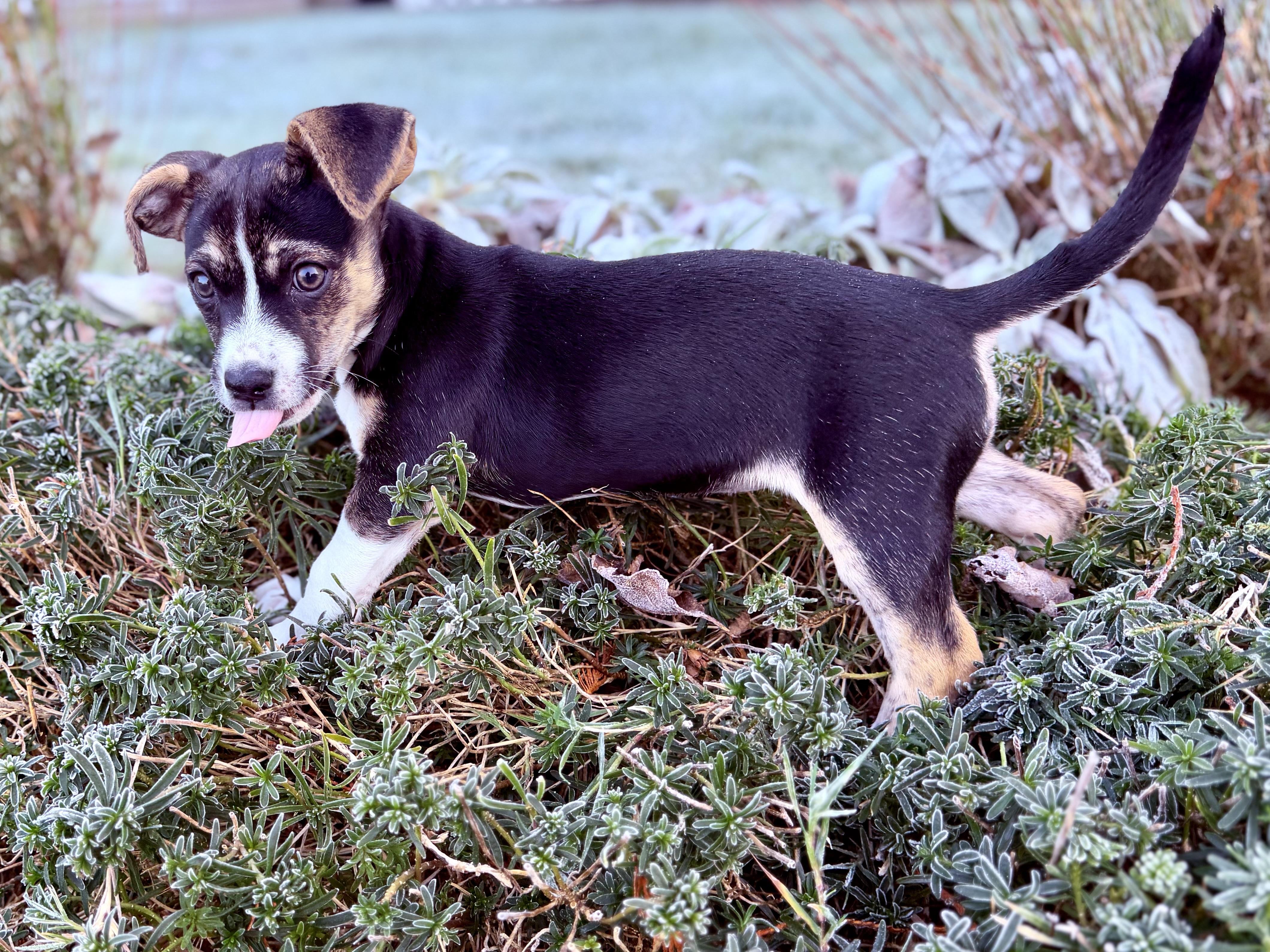 Junebug - Adoptable Pet | Petfinder | Petfinder