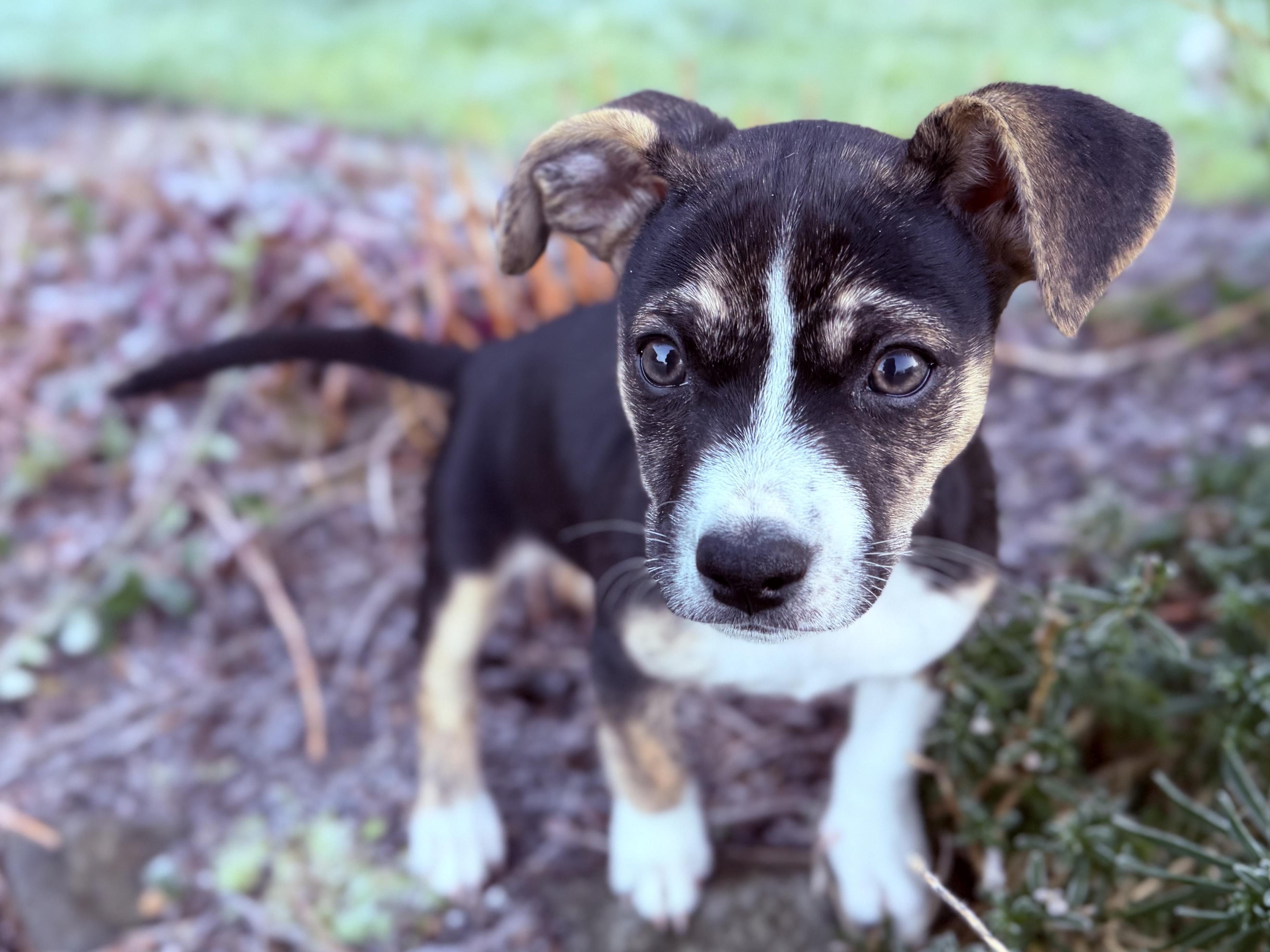 Junebug - Adoptable Pet | Petfinder | Petfinder