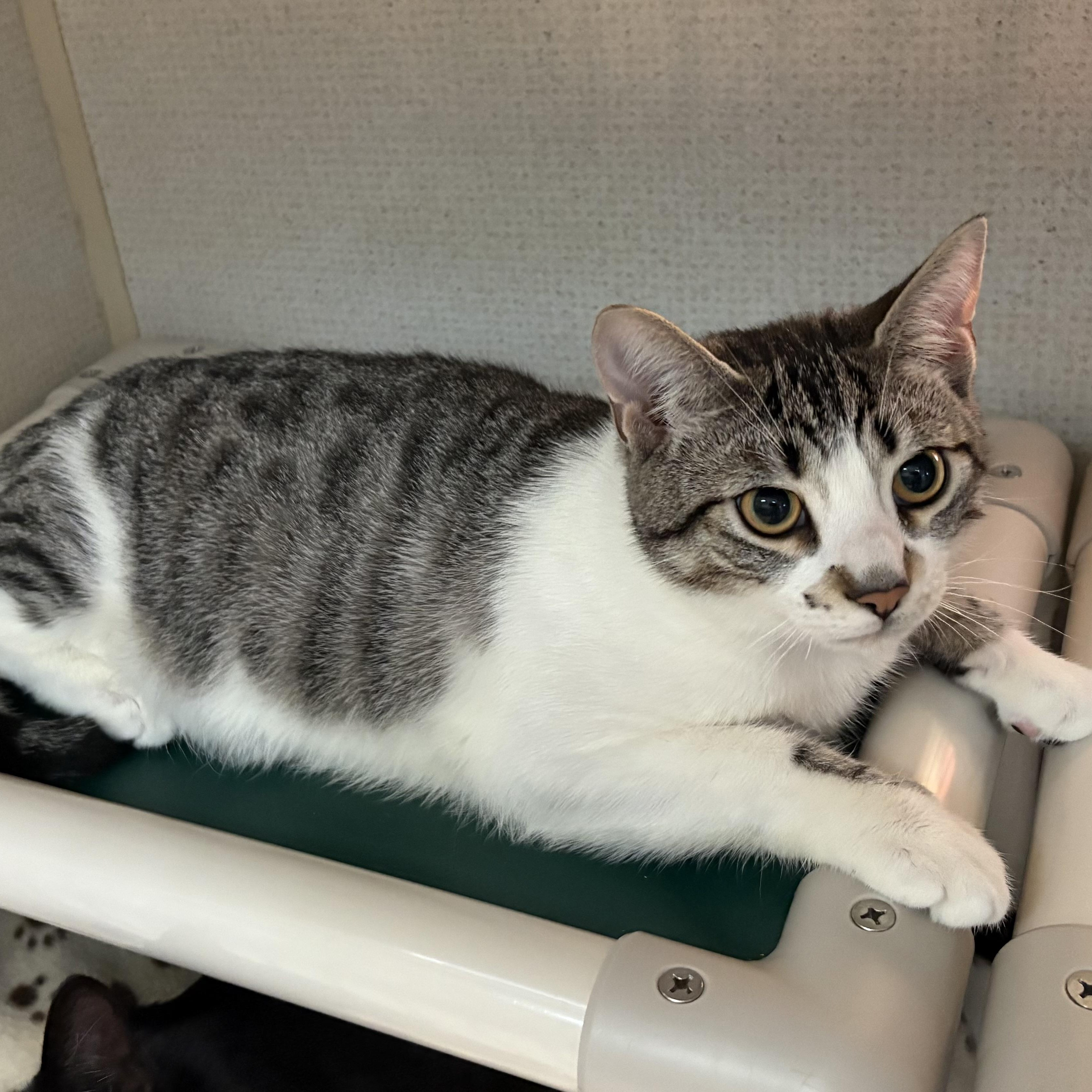 Enlarge CHIP, an adoptable Domestic Short Hair in Hamilton, NJ image 2/5