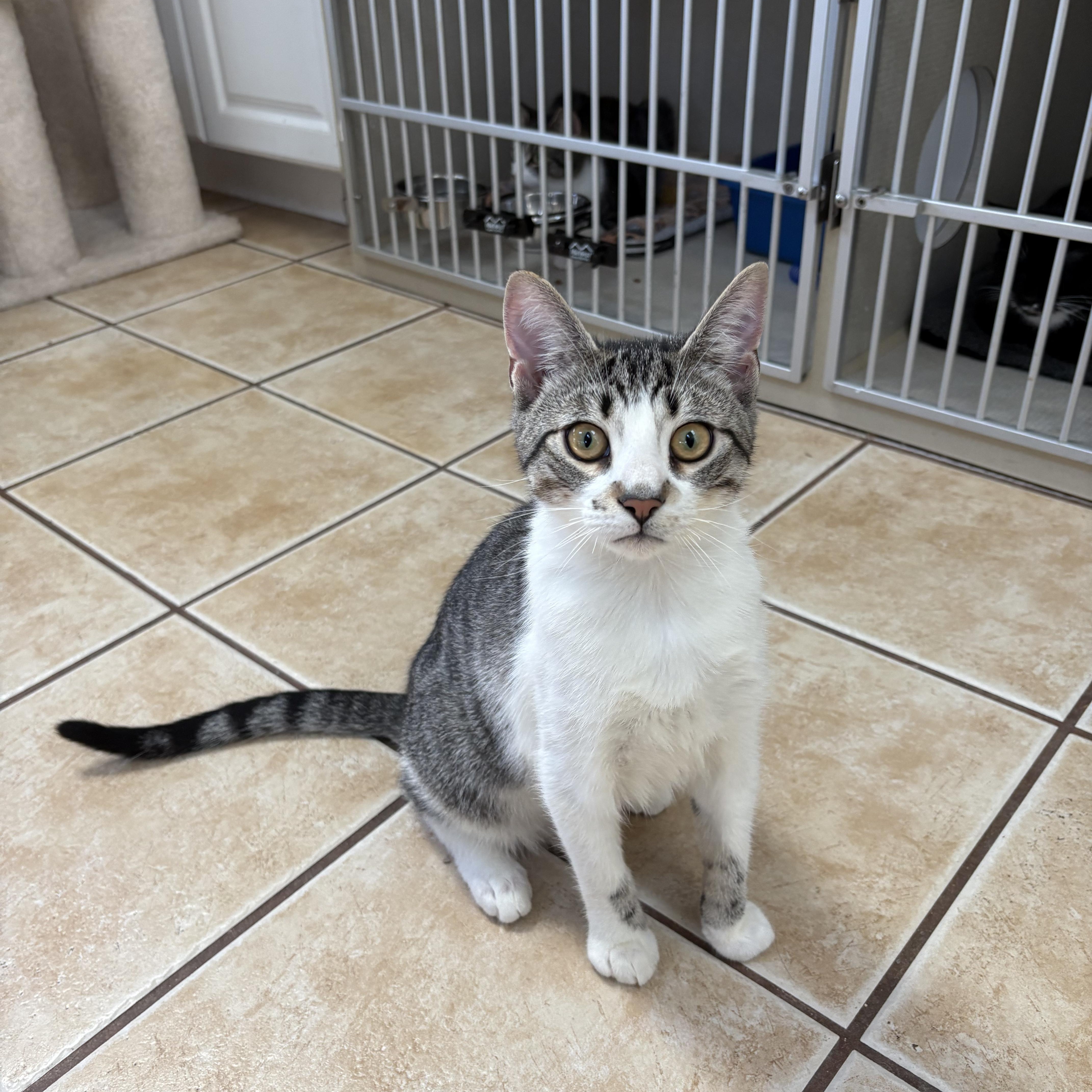 Enlarge CHIP, an adoptable Domestic Short Hair in Hamilton, NJ image 1/5