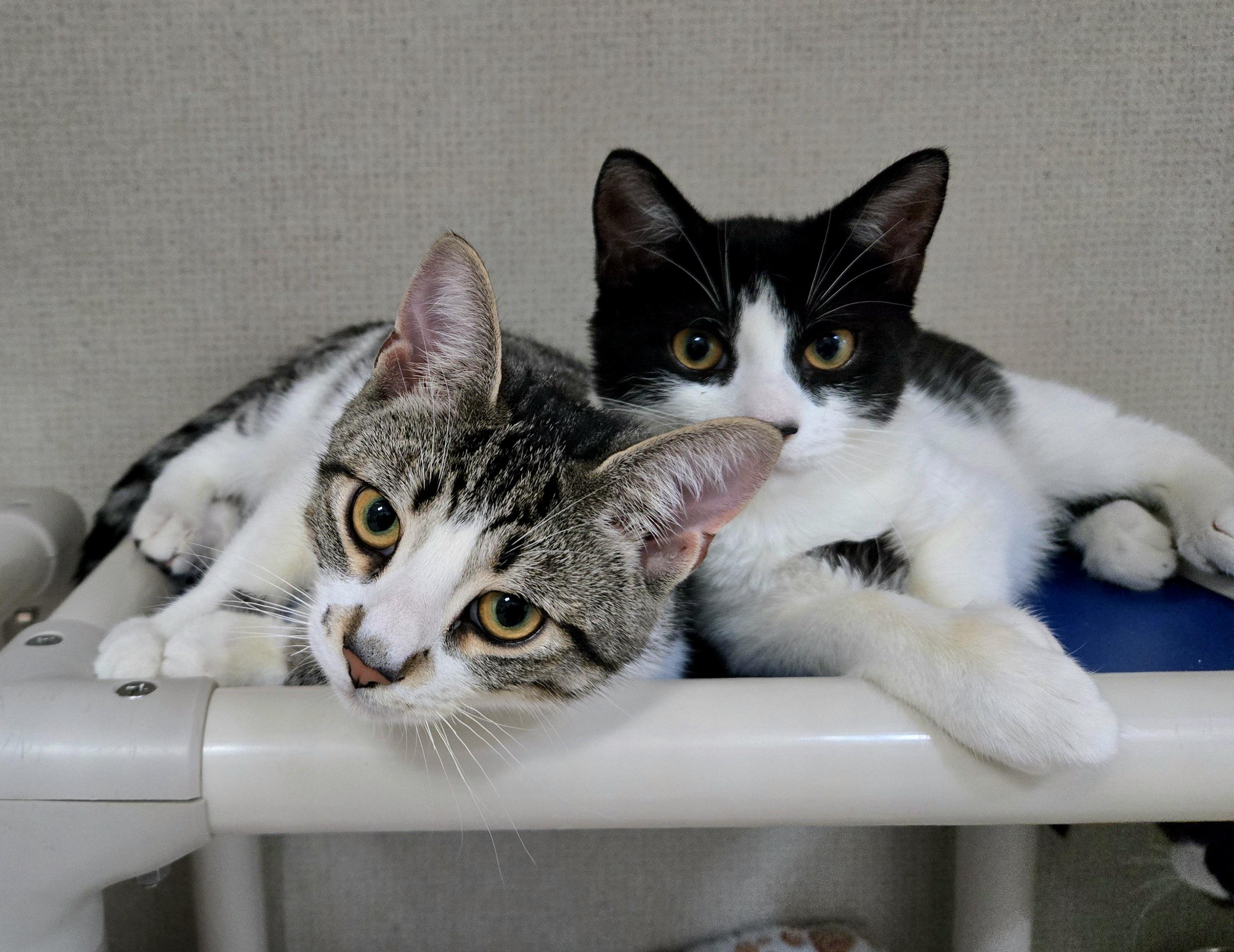 Enlarge CHIP, an adoptable Domestic Short Hair in Hamilton, NJ image 3/5