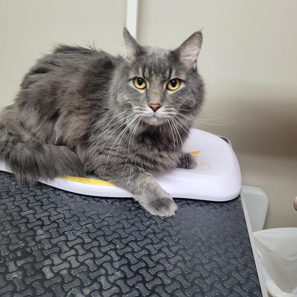 Cooper, Adoptable, Adult Male Domestic Long Hair.