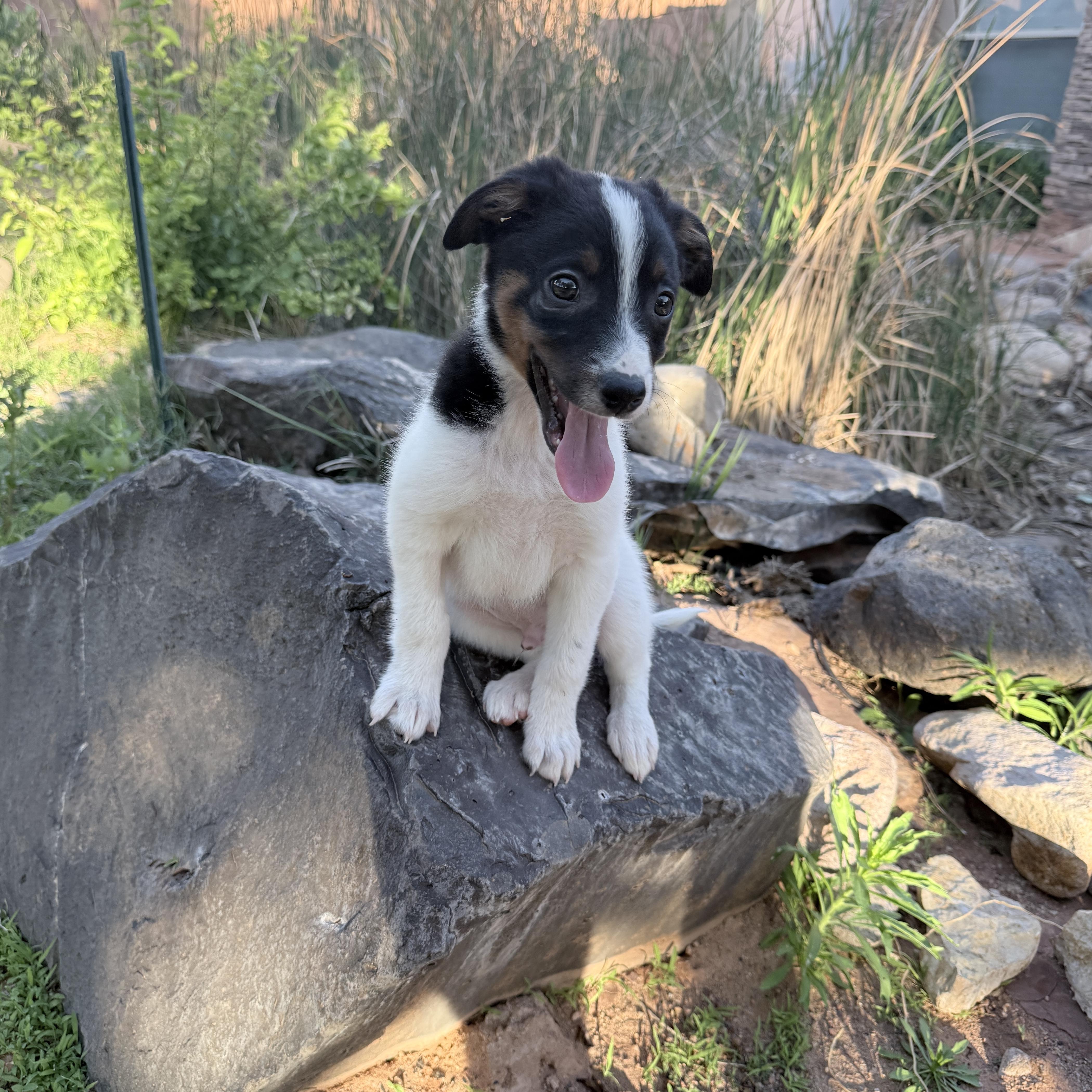 Enlarge Ace, a ADOPTABLE mixed breed in St. George, UT image 4/6
