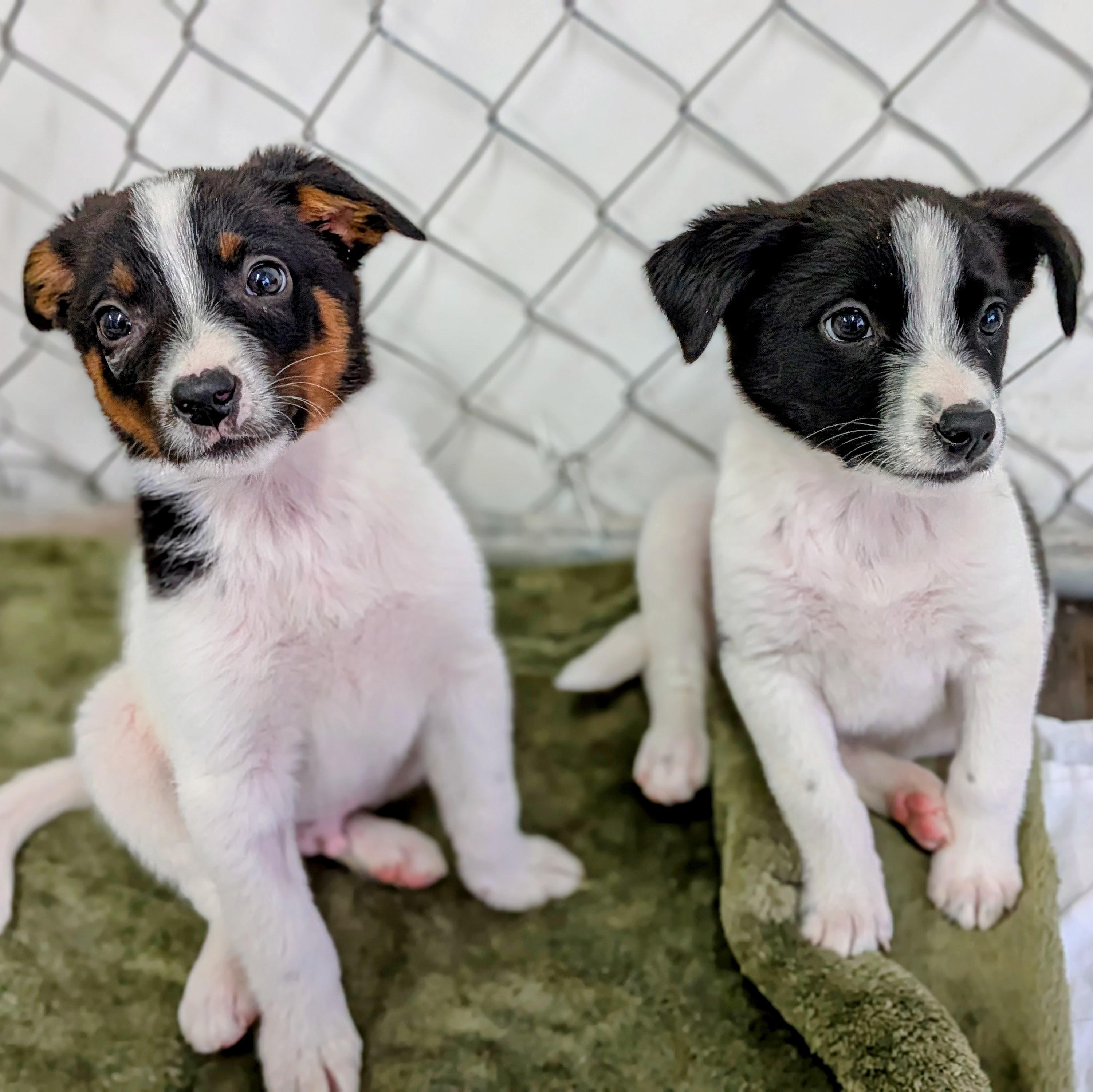 Enlarge Ace, a ADOPTABLE mixed breed in St. George, UT image 6/6