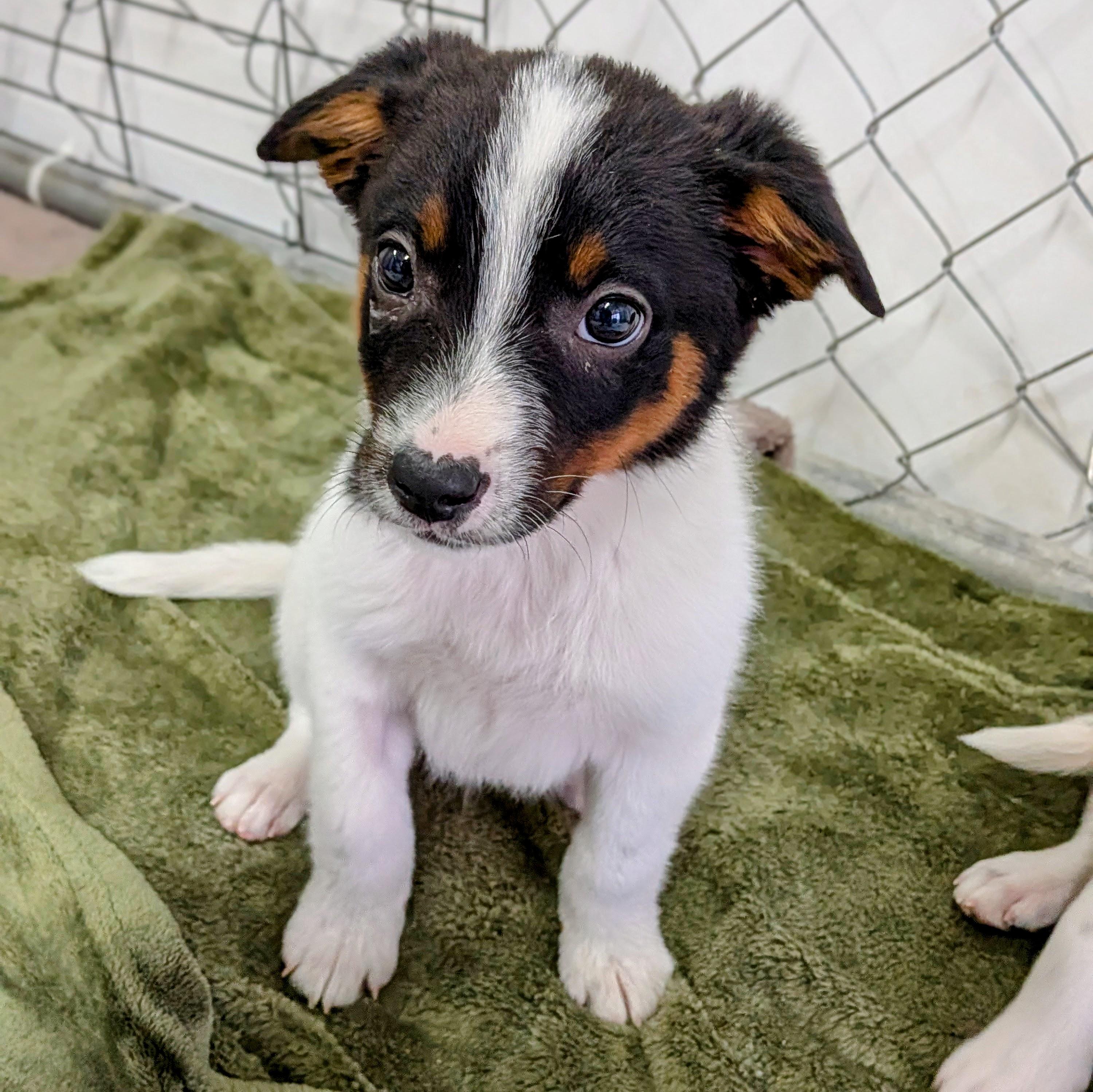 Enlarge Ace, a ADOPTABLE mixed breed in St. George, UT image 5/6