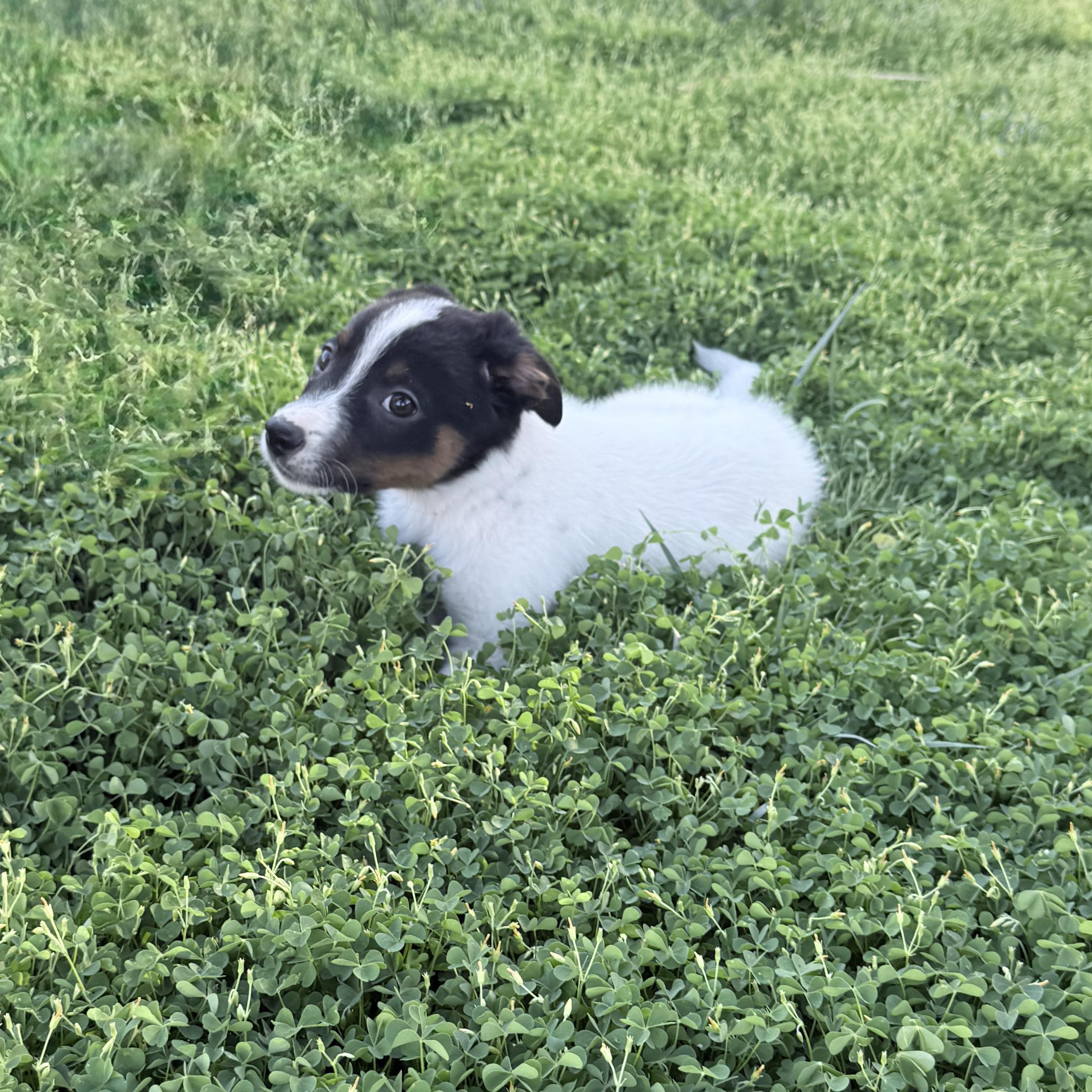 Enlarge Ace, a ADOPTABLE mixed breed in St. George, UT image 2/6