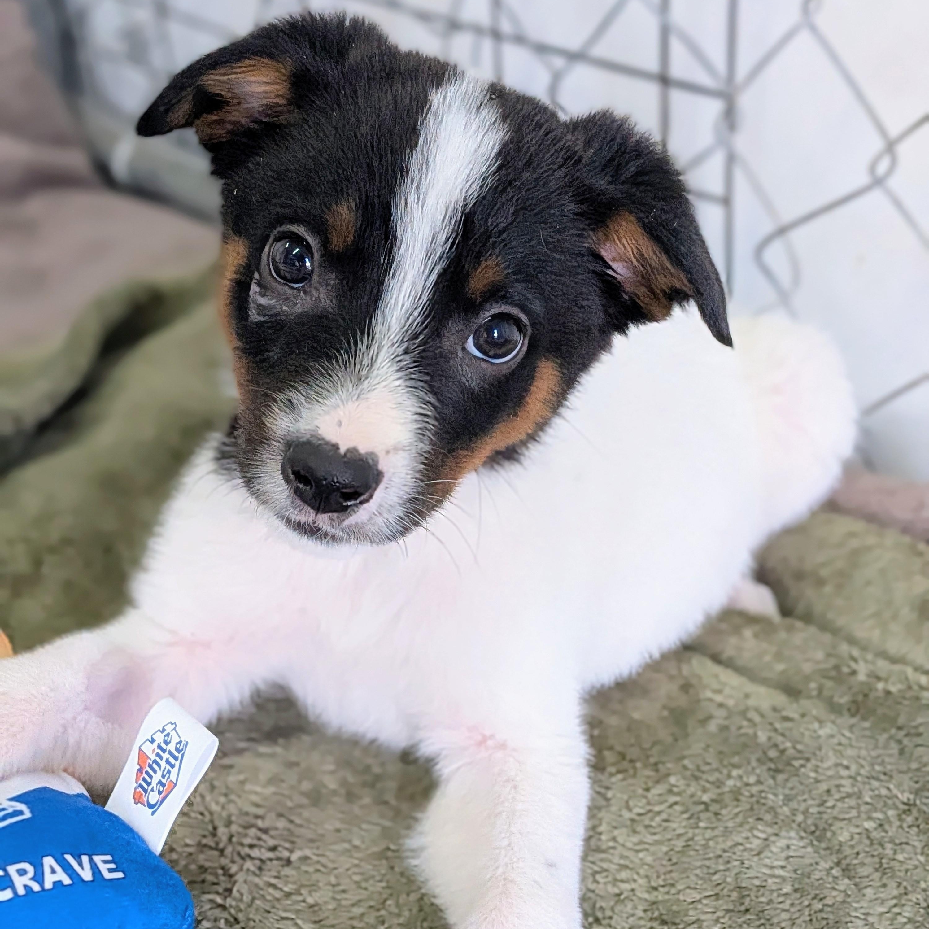 Enlarge Ace, a ADOPTABLE mixed breed in St. George, UT image 3/6