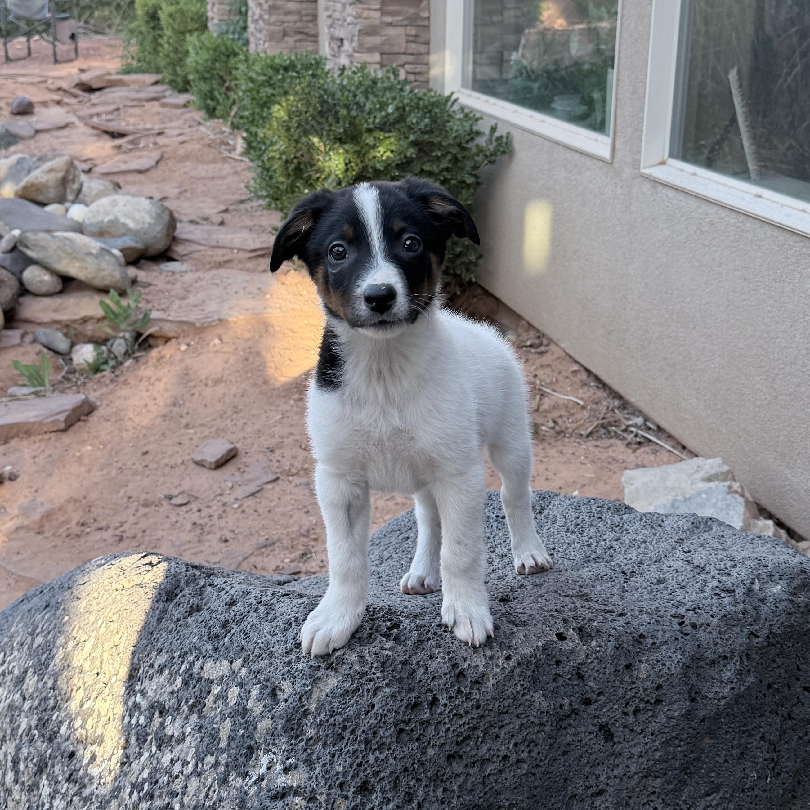 Enlarge Ace, a ADOPTABLE mixed breed in St. George, UT image 1/6