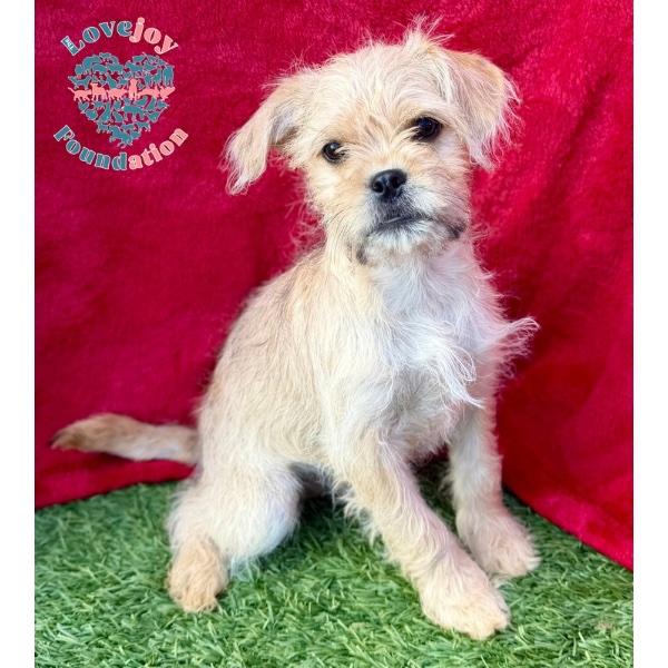 Mud Pie Litter-Mud Pie