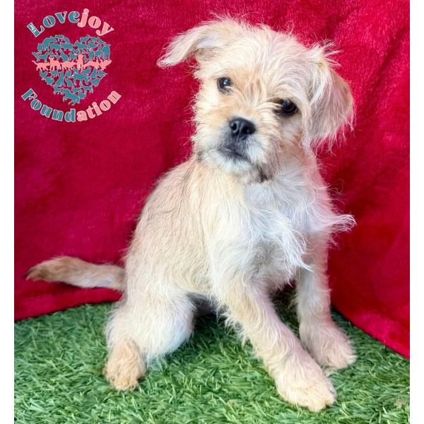 Mud Pie Litter-Mud Pie