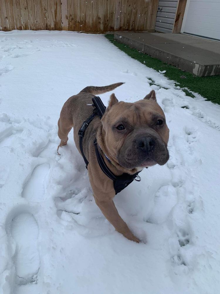 Enlarge Joker, a Adoptable mixed breed in Indianapolis, IN image 1/1