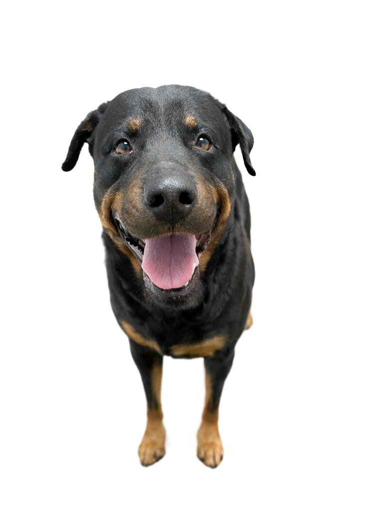 Enlarge Carl, a ADOPTABLE Rottweiler in Scottsdale, AZ image 2/2