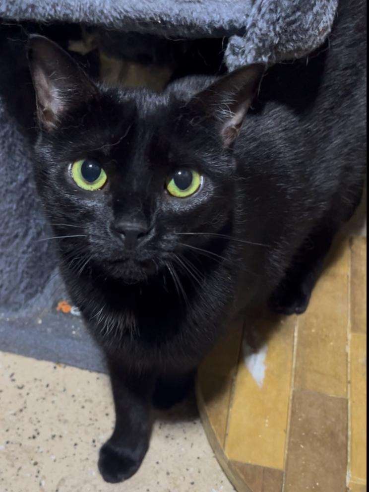 Sally, Adult Female Domestic Short Hair