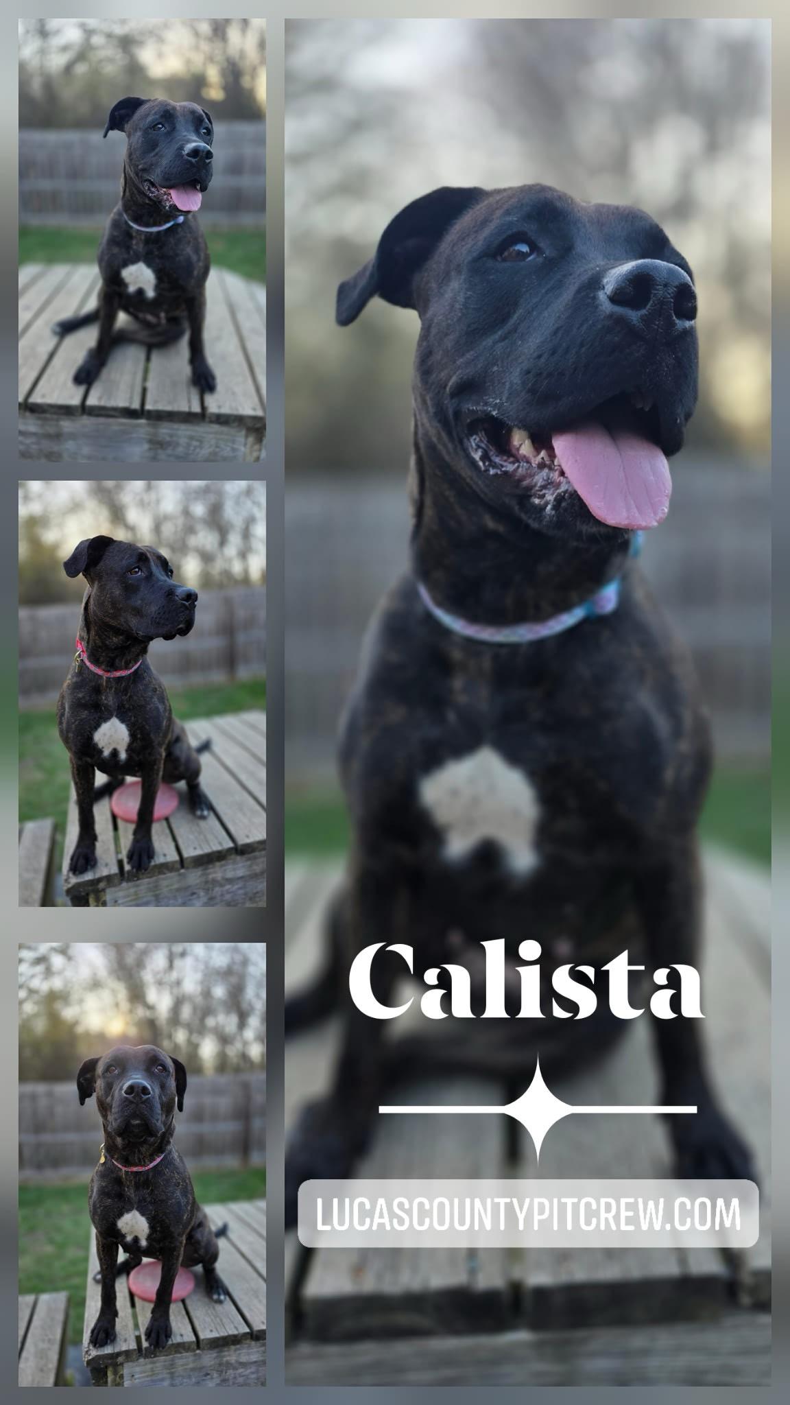 Calista