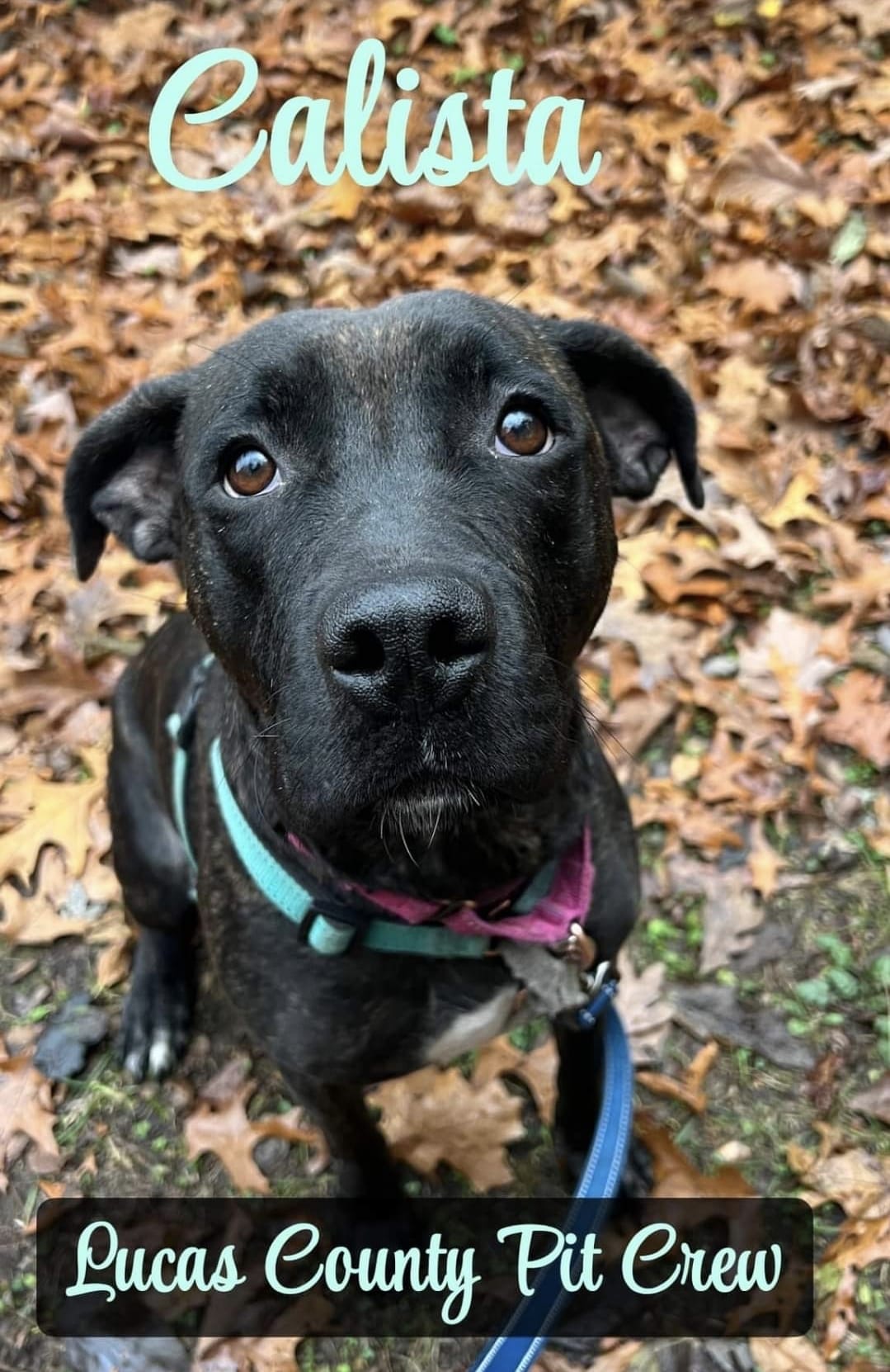 Enlarge Calista, a Adoptable mixed breed in Toledo, OH image 2/2