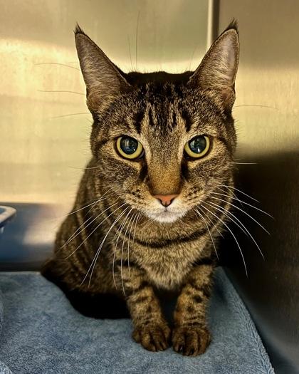 Robyn, Adoptable, Adult Male Domestic Short Hair & Domestic Short Hair.