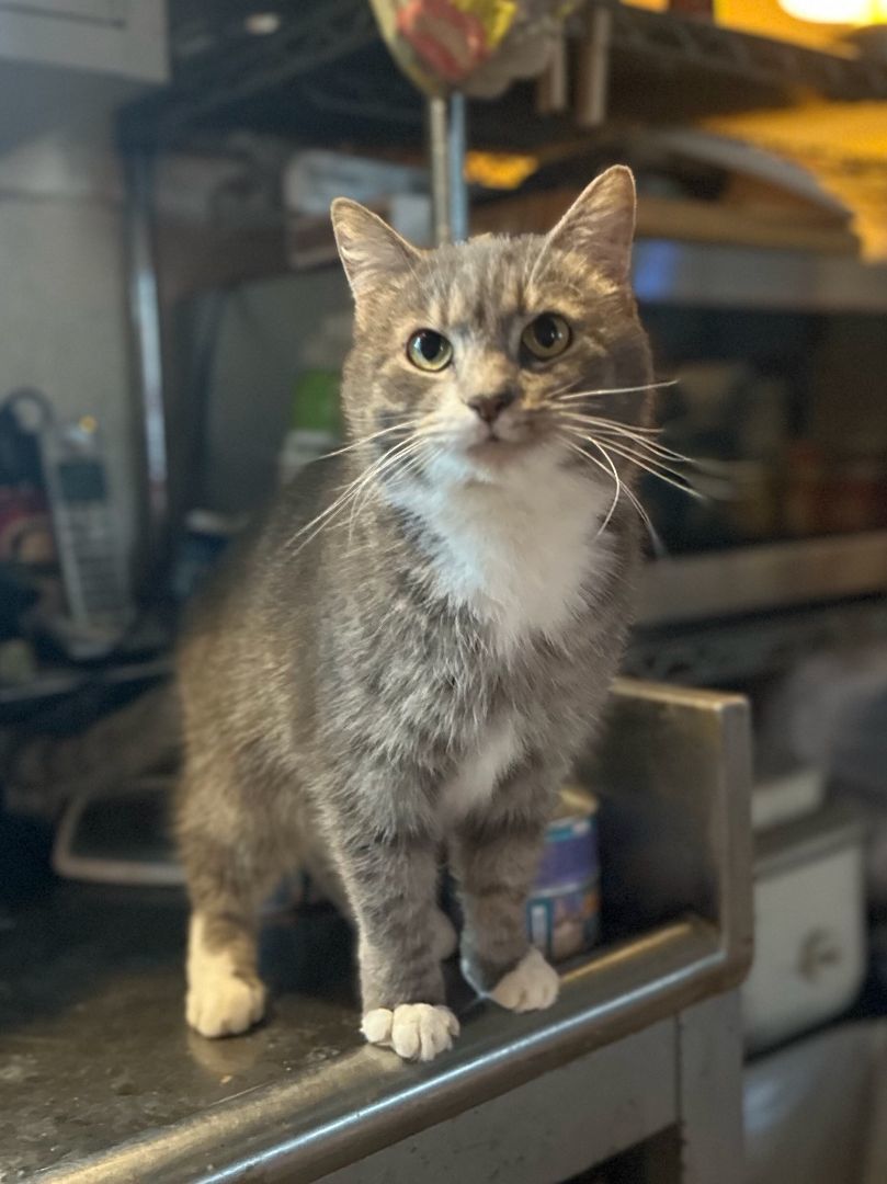 Cat for adoption Twilight, a Domestic Short Hair in Kittanning, PA