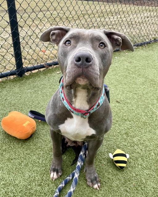 Enlarge LADYBUG, a Adoptable mixed breed in Dedham, MA image 1/1