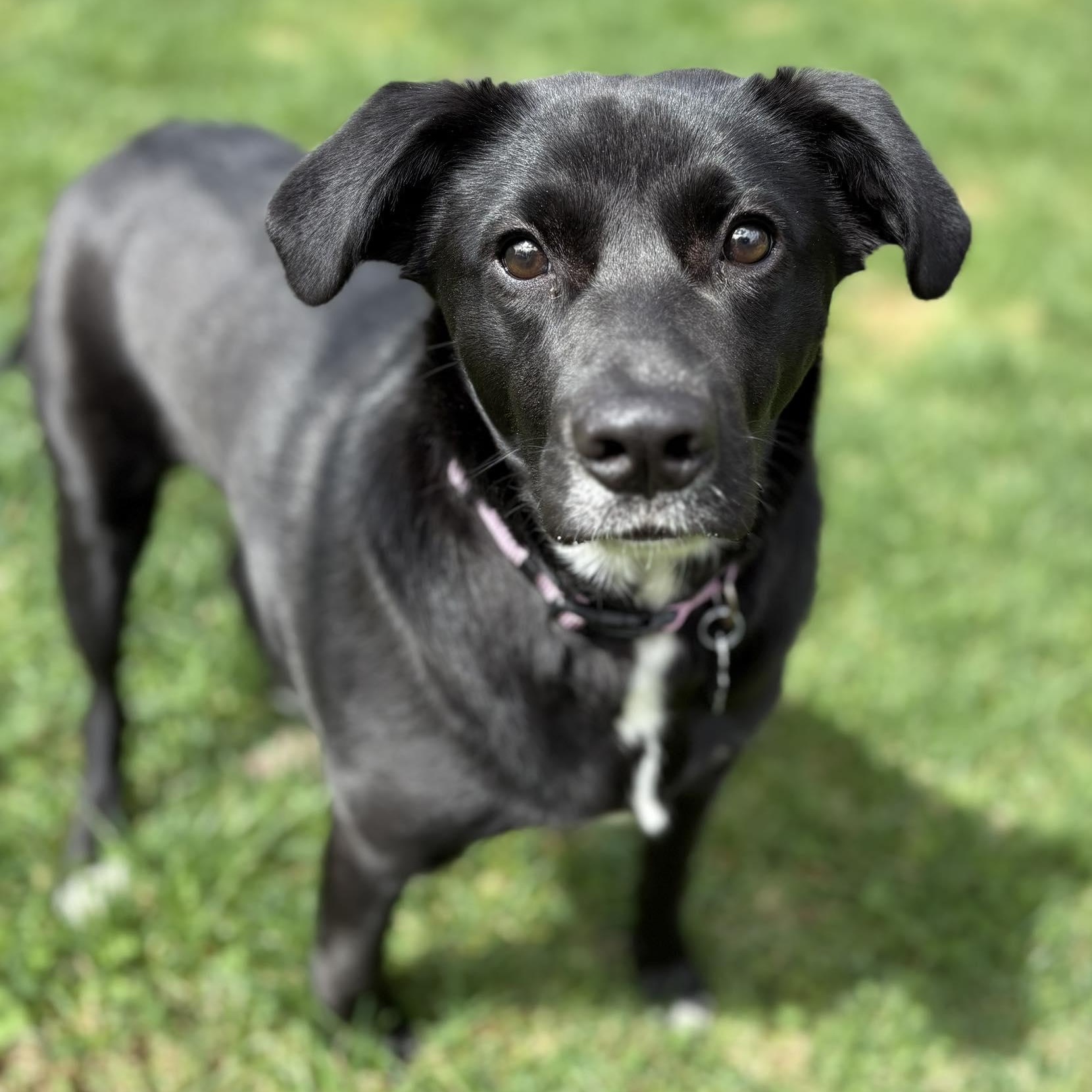 Enlarge Winnie, an adopted mixed breed in Woolwich, ME image 5/5