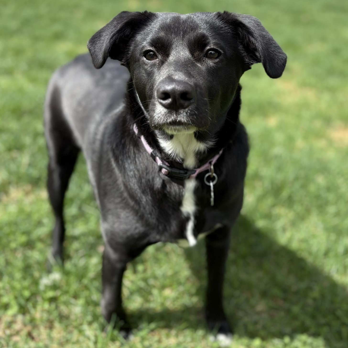 Enlarge Winnie, an adopted mixed breed in Woolwich, ME image 2/5