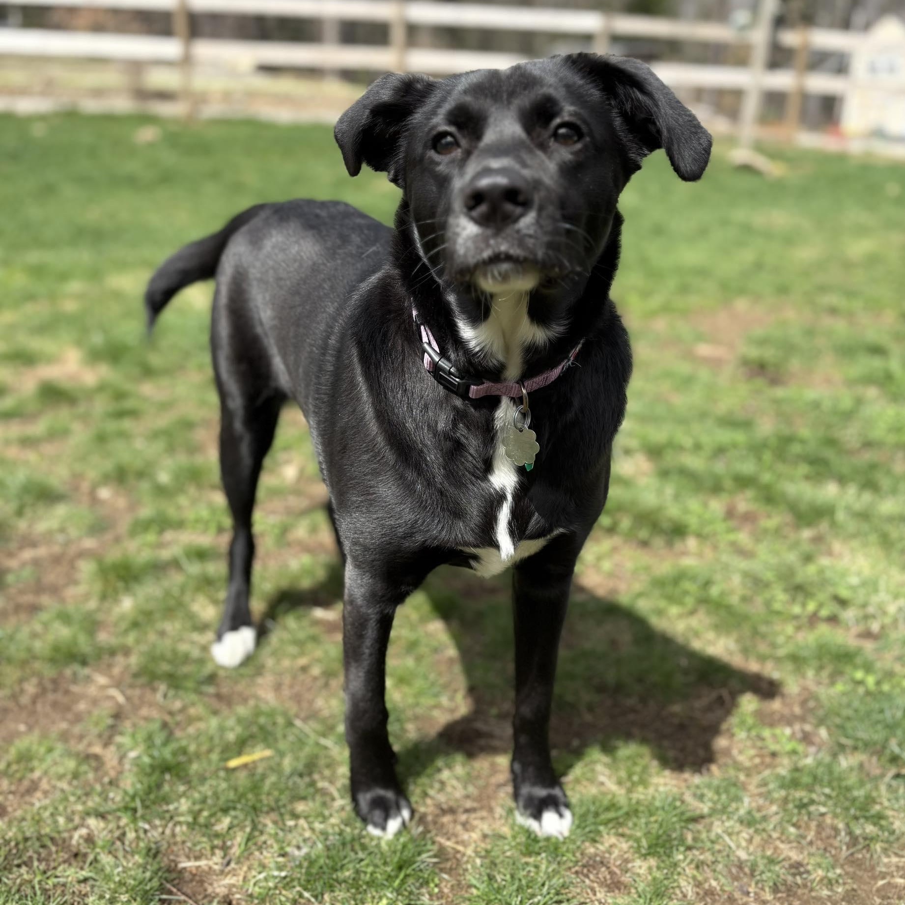 Enlarge Winnie, an adopted mixed breed in Woolwich, ME image 1/5