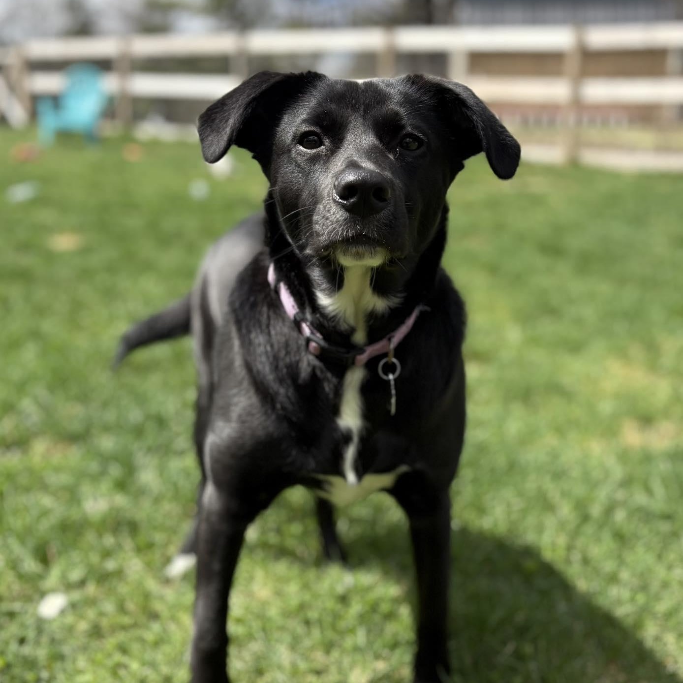 Enlarge Winnie, an adopted mixed breed in Woolwich, ME image 4/5