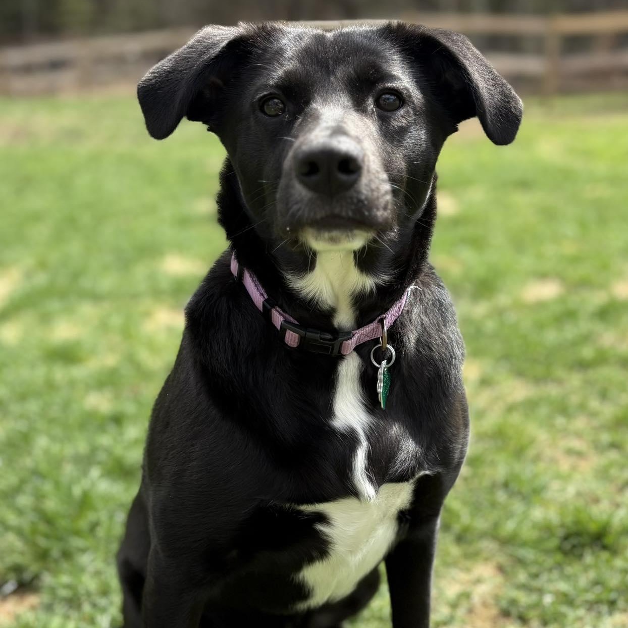 Enlarge Winnie, an adopted mixed breed in Woolwich, ME image 3/5