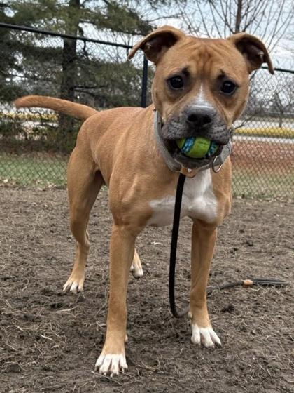 Ace, Adoptable, Adult Male Boxer & Mixed Breed.