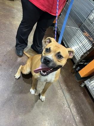 Ace, Adoptable, Adult Male Boxer & Mixed Breed.