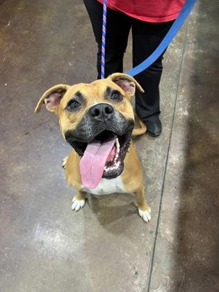 Ace, a Adoptable mixed breed in Cincinnati, OH image 2/2