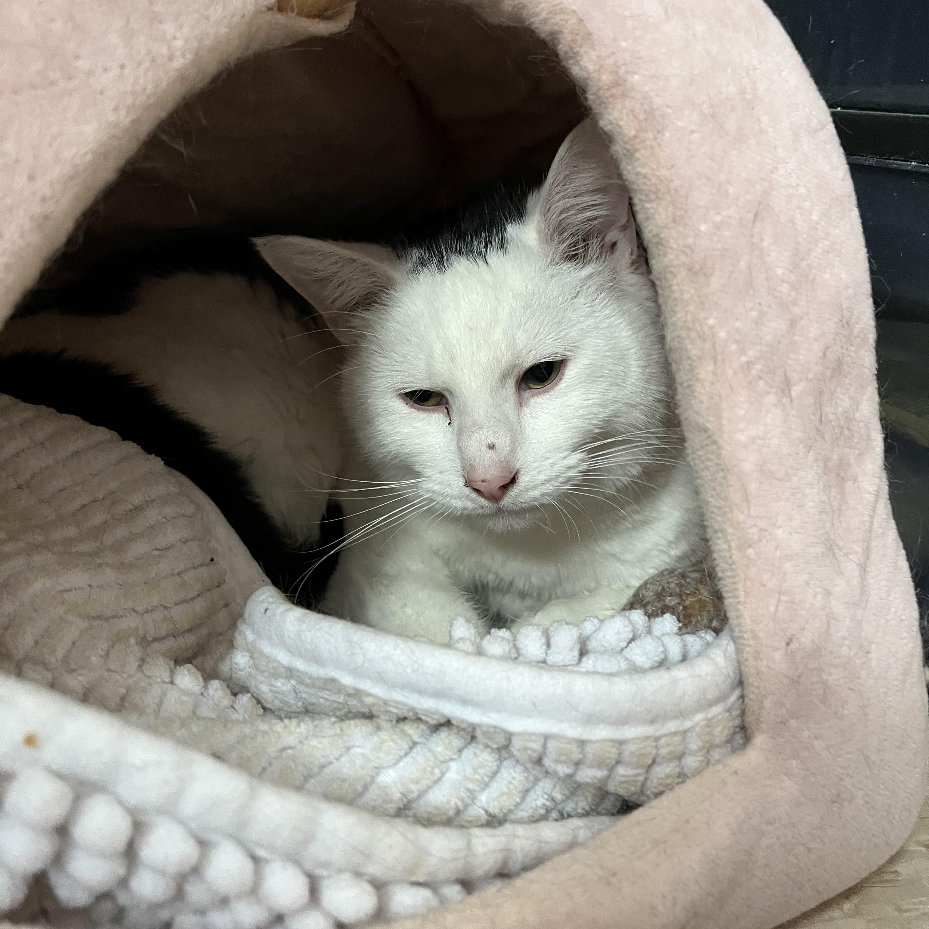 Enlarge Brock, a ADOPTABLE Domestic Short Hair in Salisbury, MA image 5/6