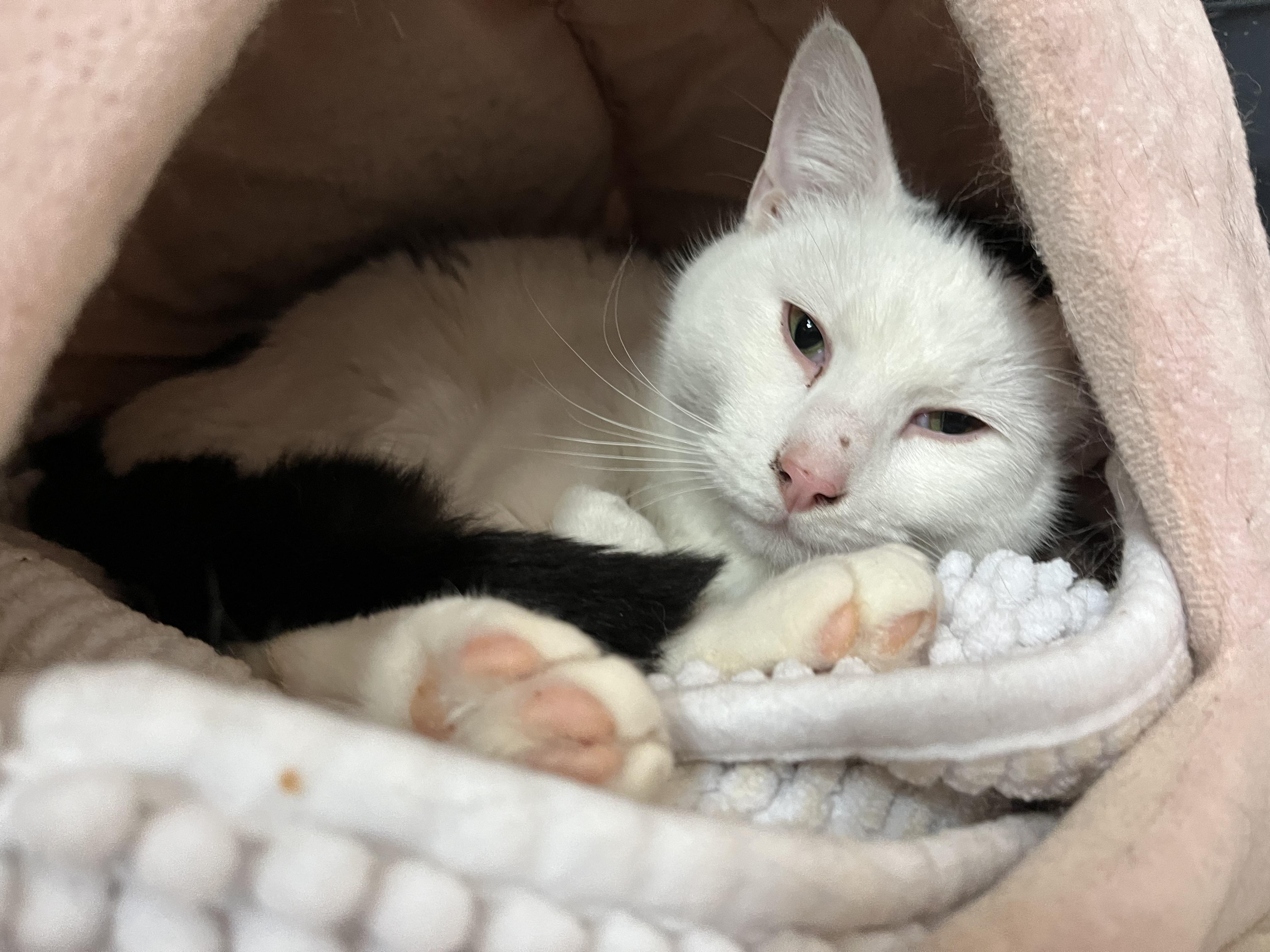 Enlarge Brock, a ADOPTABLE Domestic Short Hair in Salisbury, MA image 2/6