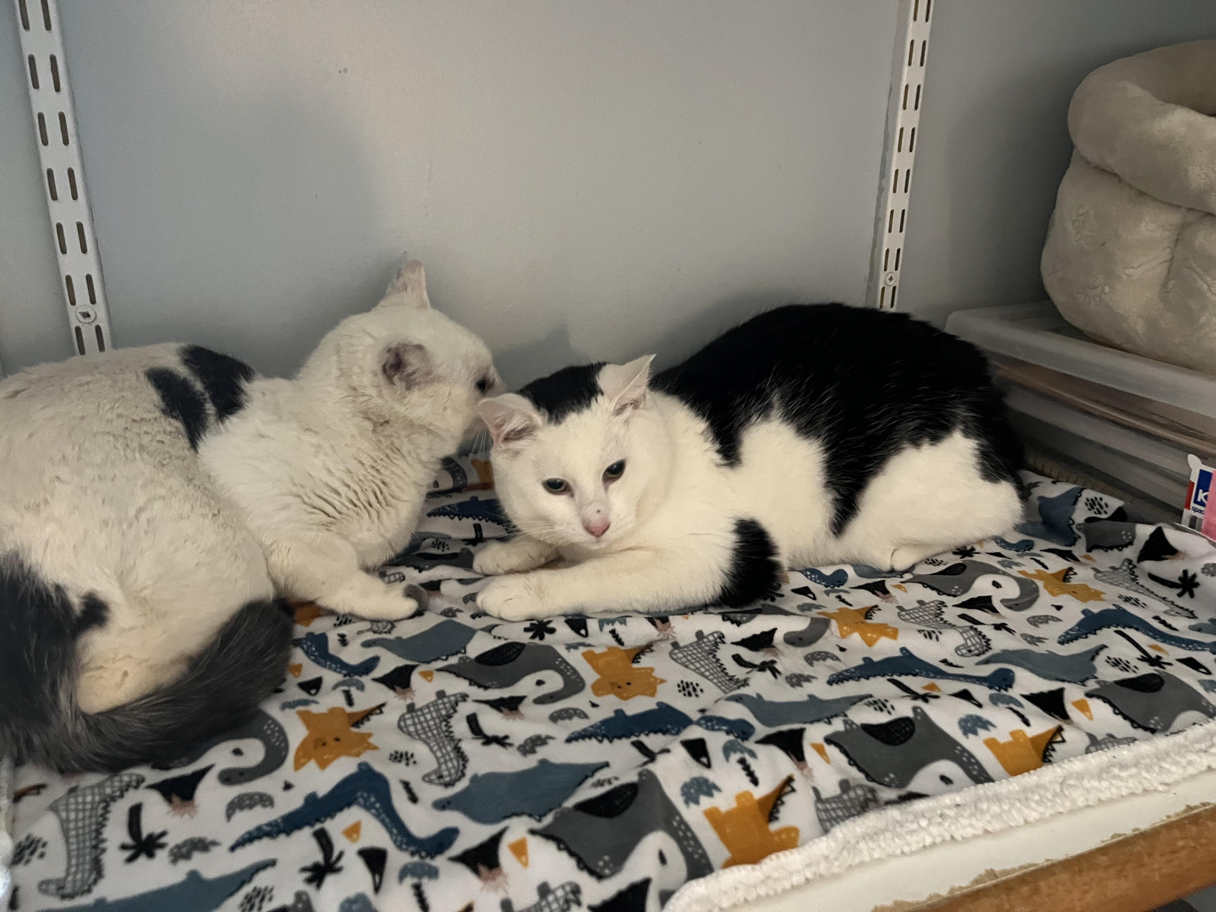 Enlarge Brock, a ADOPTABLE Domestic Short Hair in Salisbury, MA image 6/6