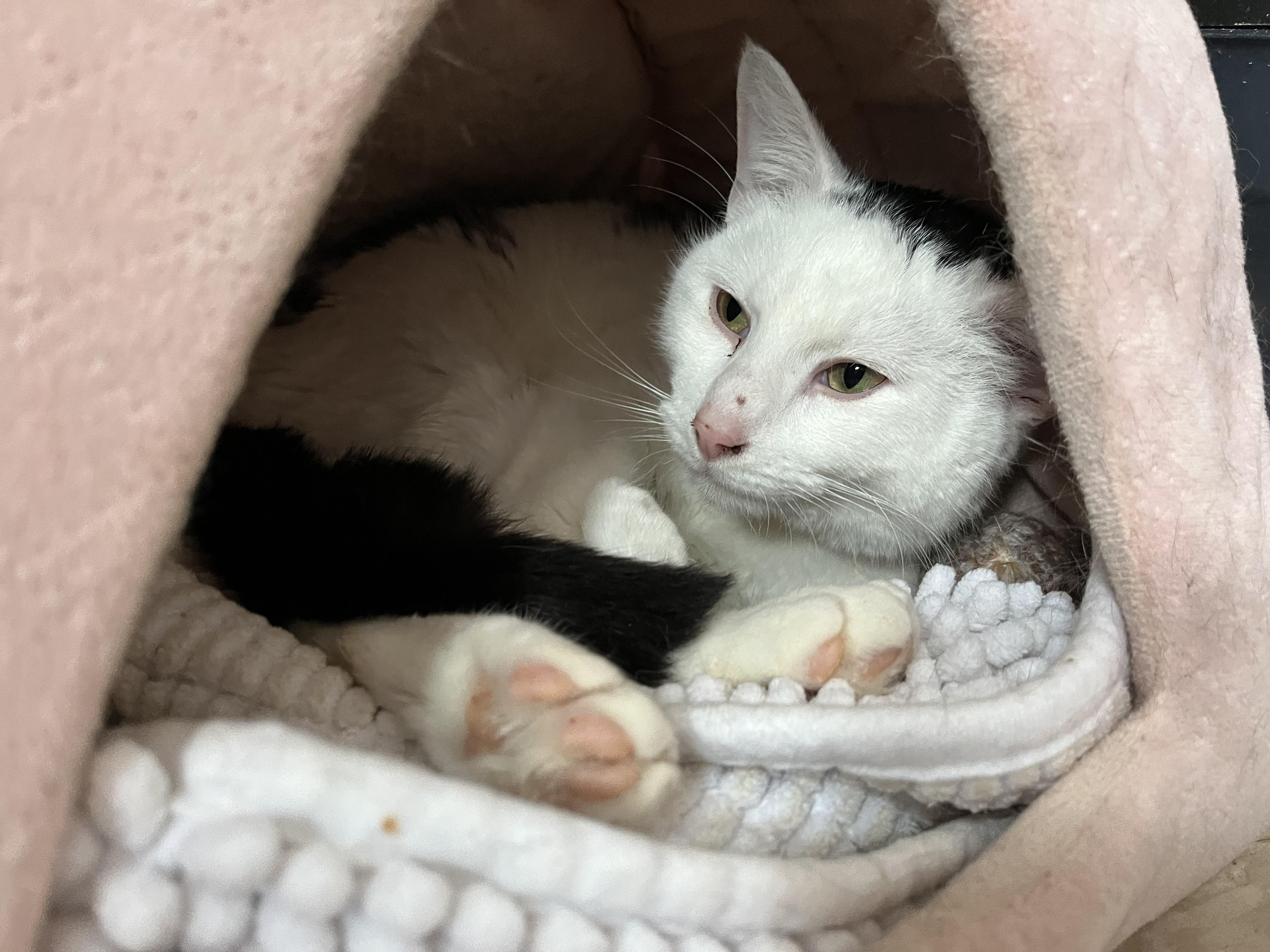 Enlarge Brock, a ADOPTABLE Domestic Short Hair in Salisbury, MA image 4/6