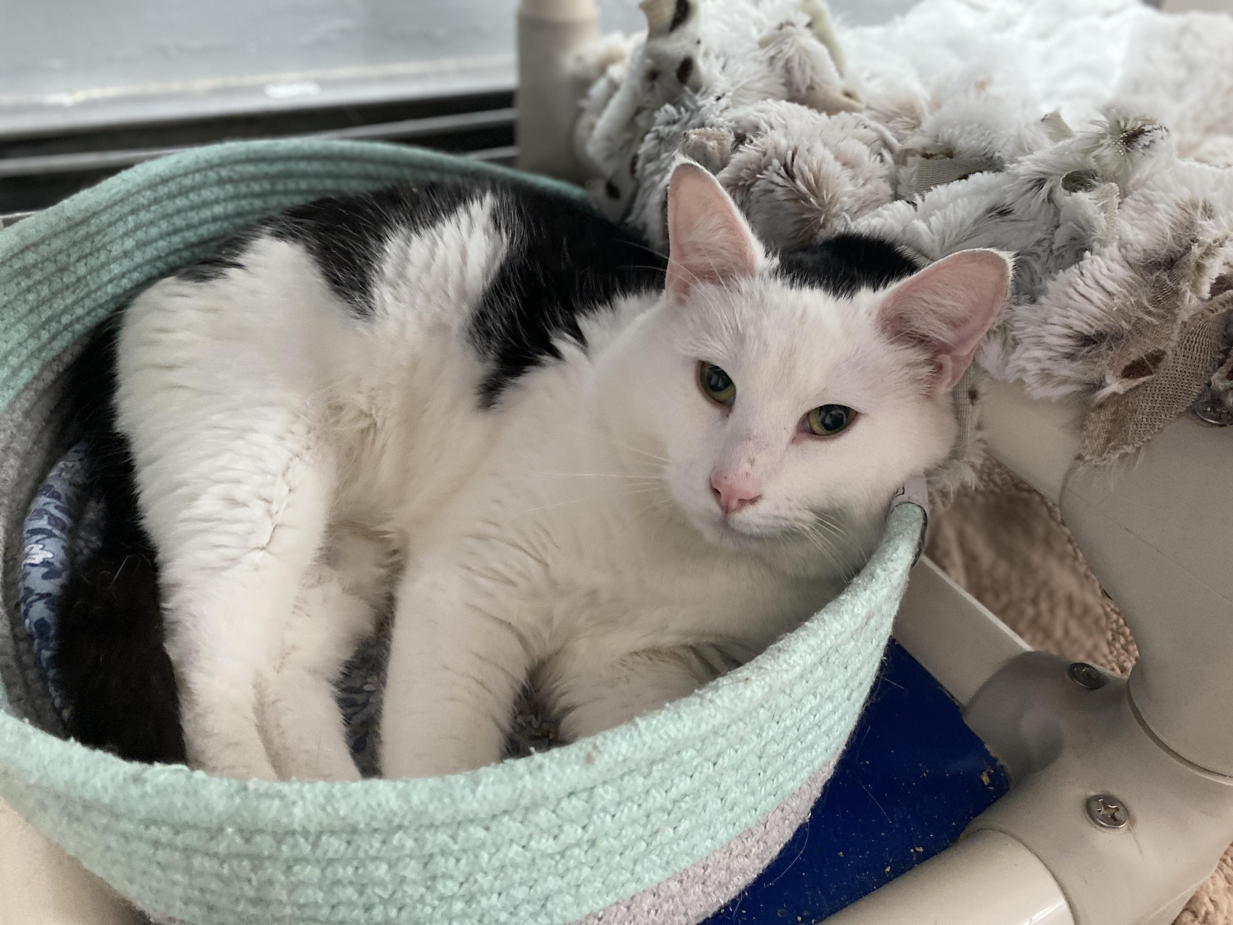 Enlarge Brock, a ADOPTABLE Domestic Short Hair in Salisbury, MA image 1/6