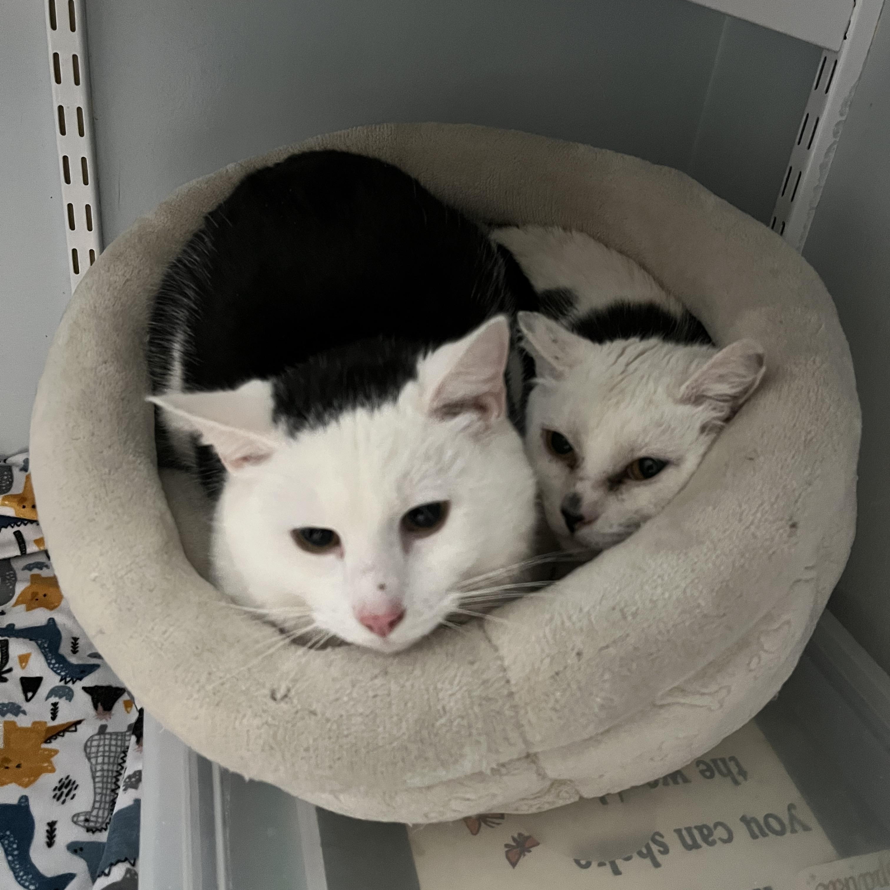 Enlarge Brock, a ADOPTABLE Domestic Short Hair in Salisbury, MA image 3/6