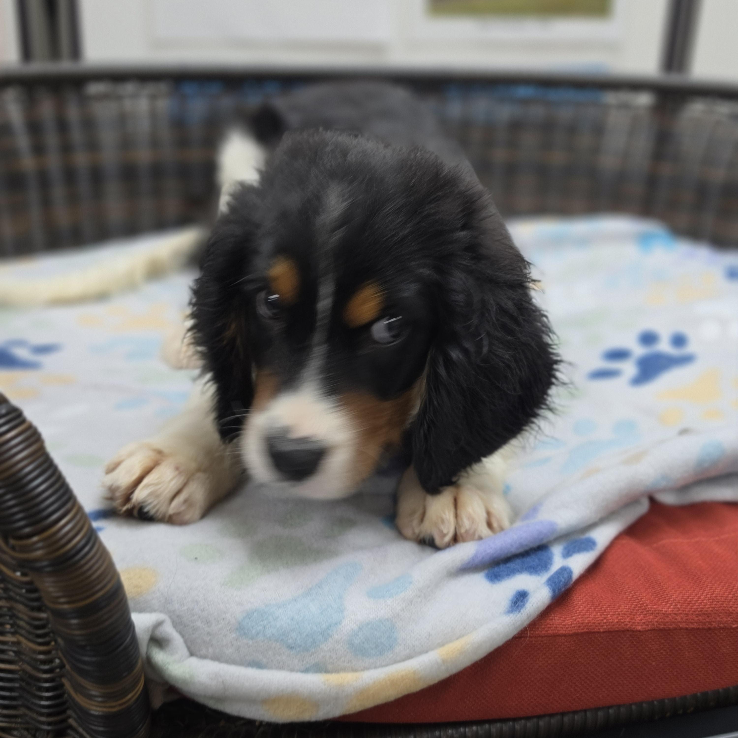 Enlarge Rusty, a Adopted mixed breed in Neillsville, WI image 2/4