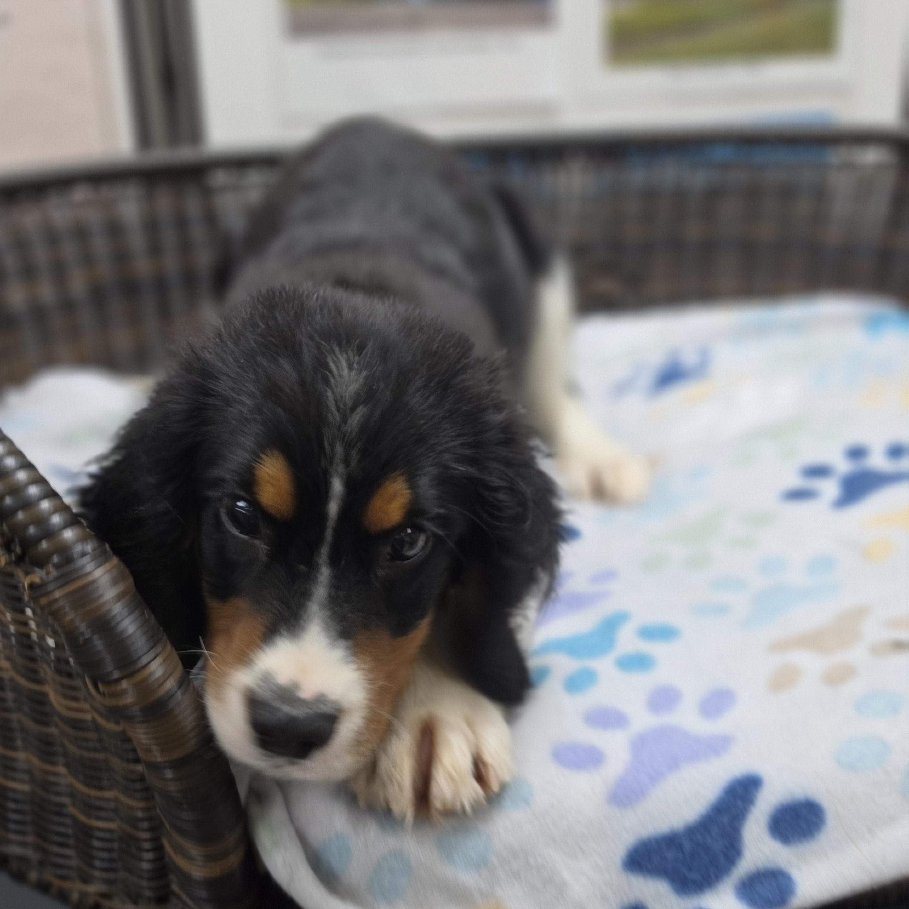 Rusty, Adopted, Puppy Male Bernese Mountain Dog.