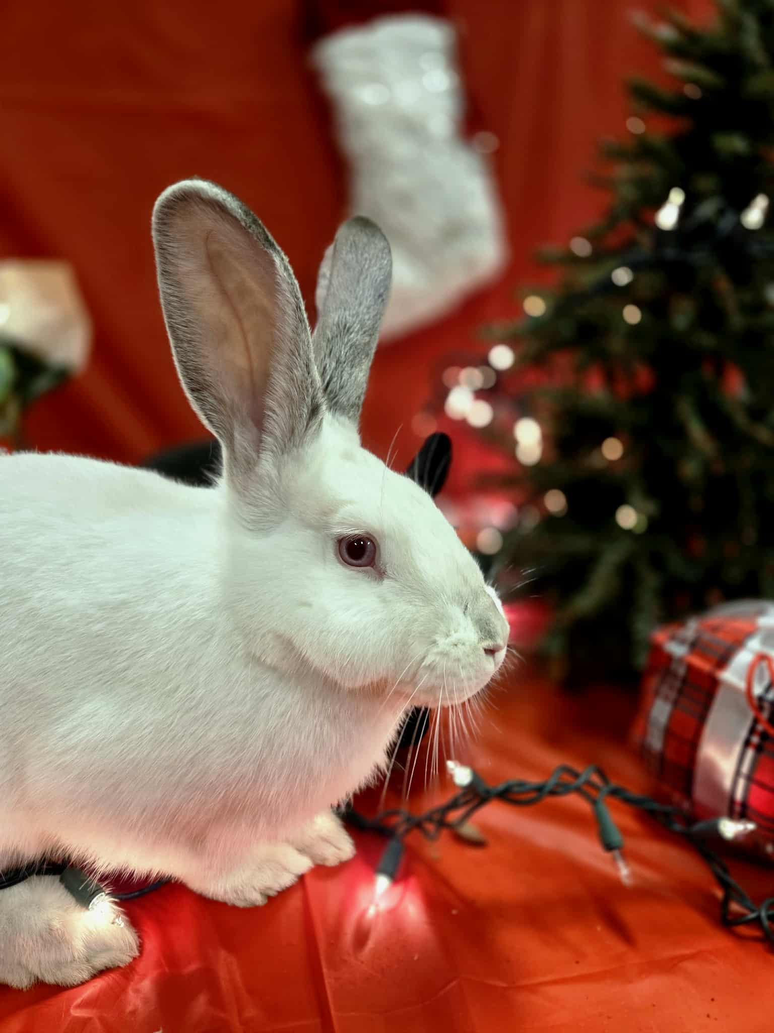 Alouette: video !!, a Adoptable New Zealand in Edinburg, PA image 2/6