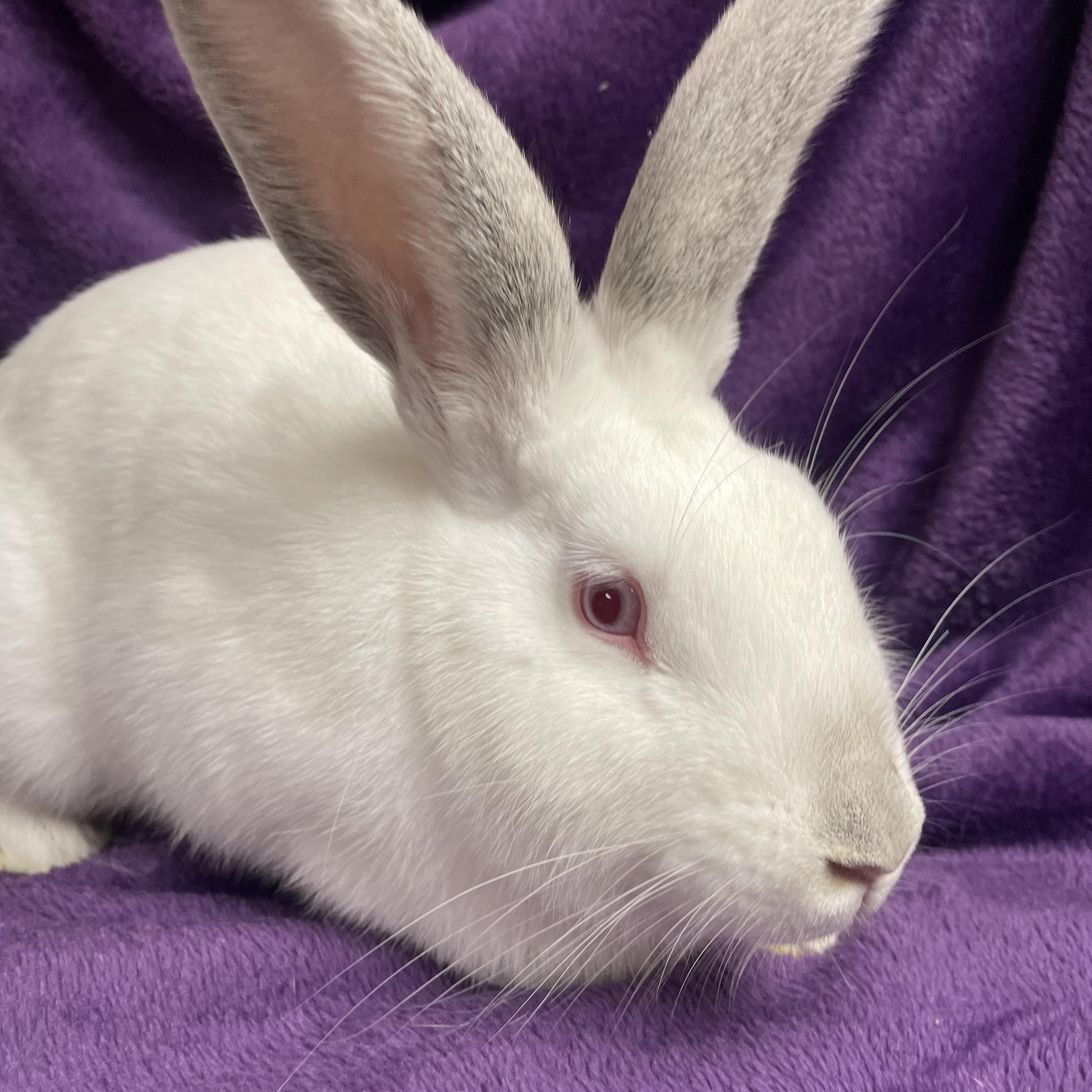 Alouette: video !!, a Adoptable New Zealand in Edinburg, PA image 3/6