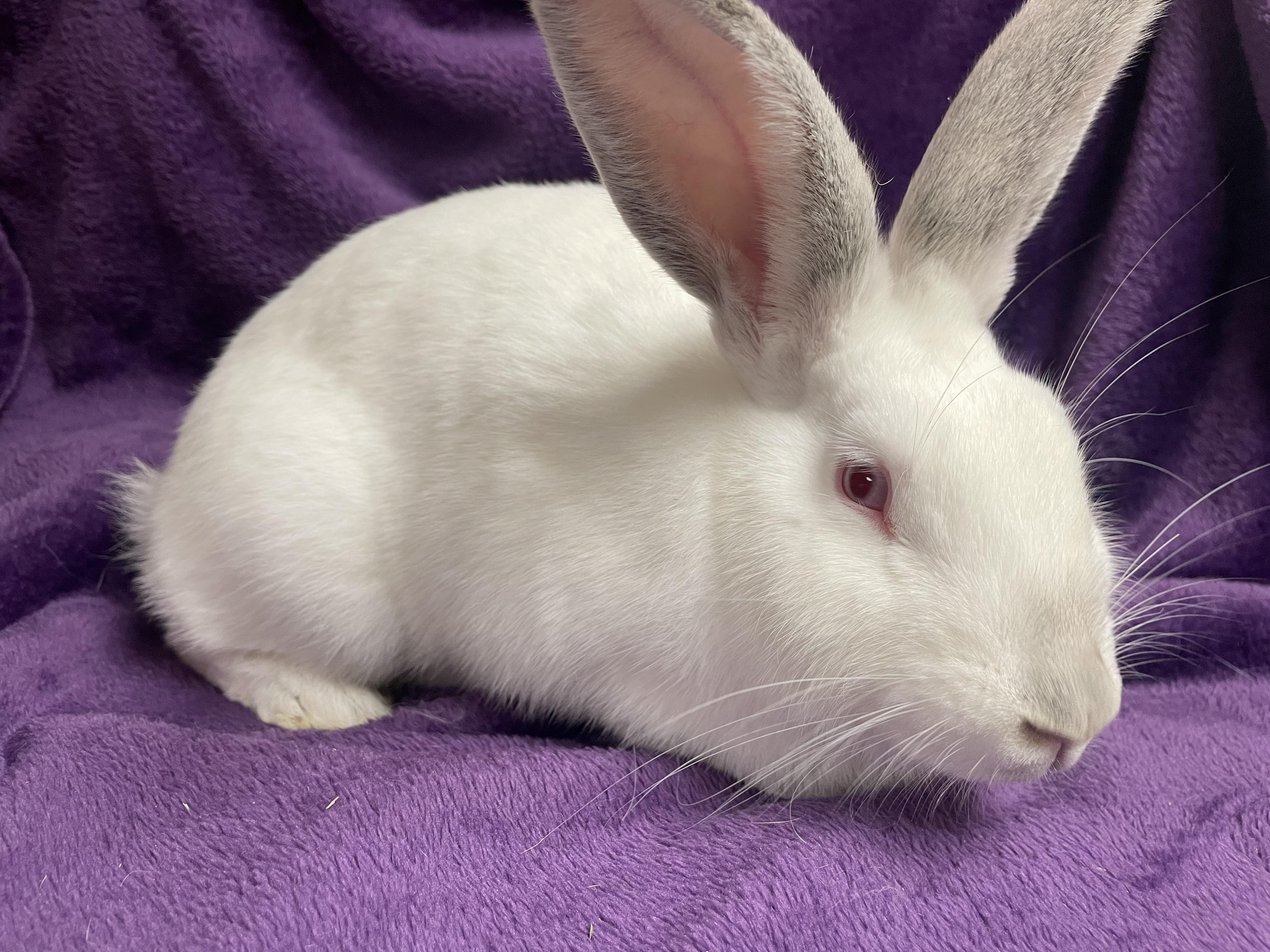 Alouette: video !!, a Adoptable New Zealand in Edinburg, PA image 4/6