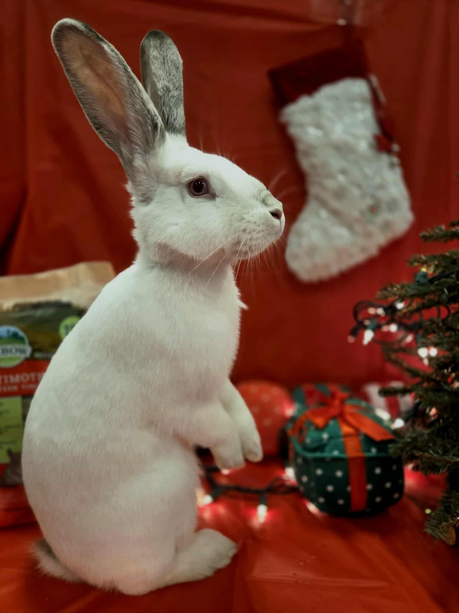 Alouette: video !!, a Adoptable New Zealand in Edinburg, PA image 1/6