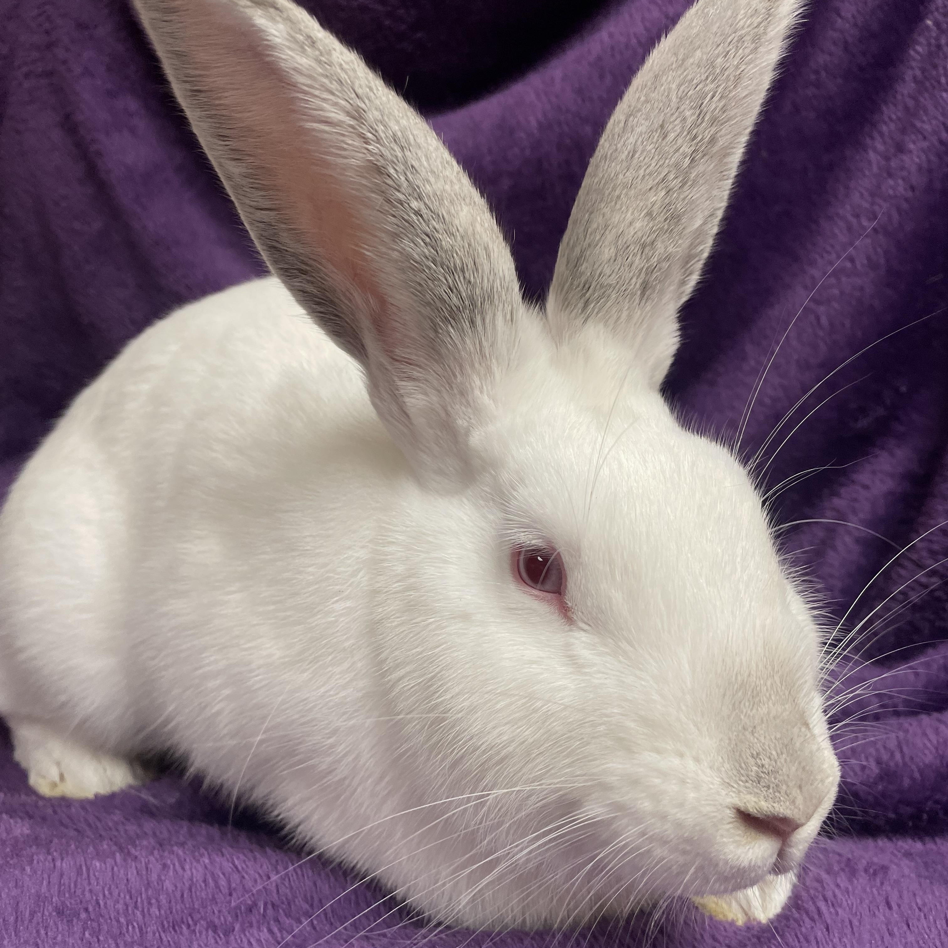 Alouette: video !!, a Adoptable New Zealand in Edinburg, PA image 5/6