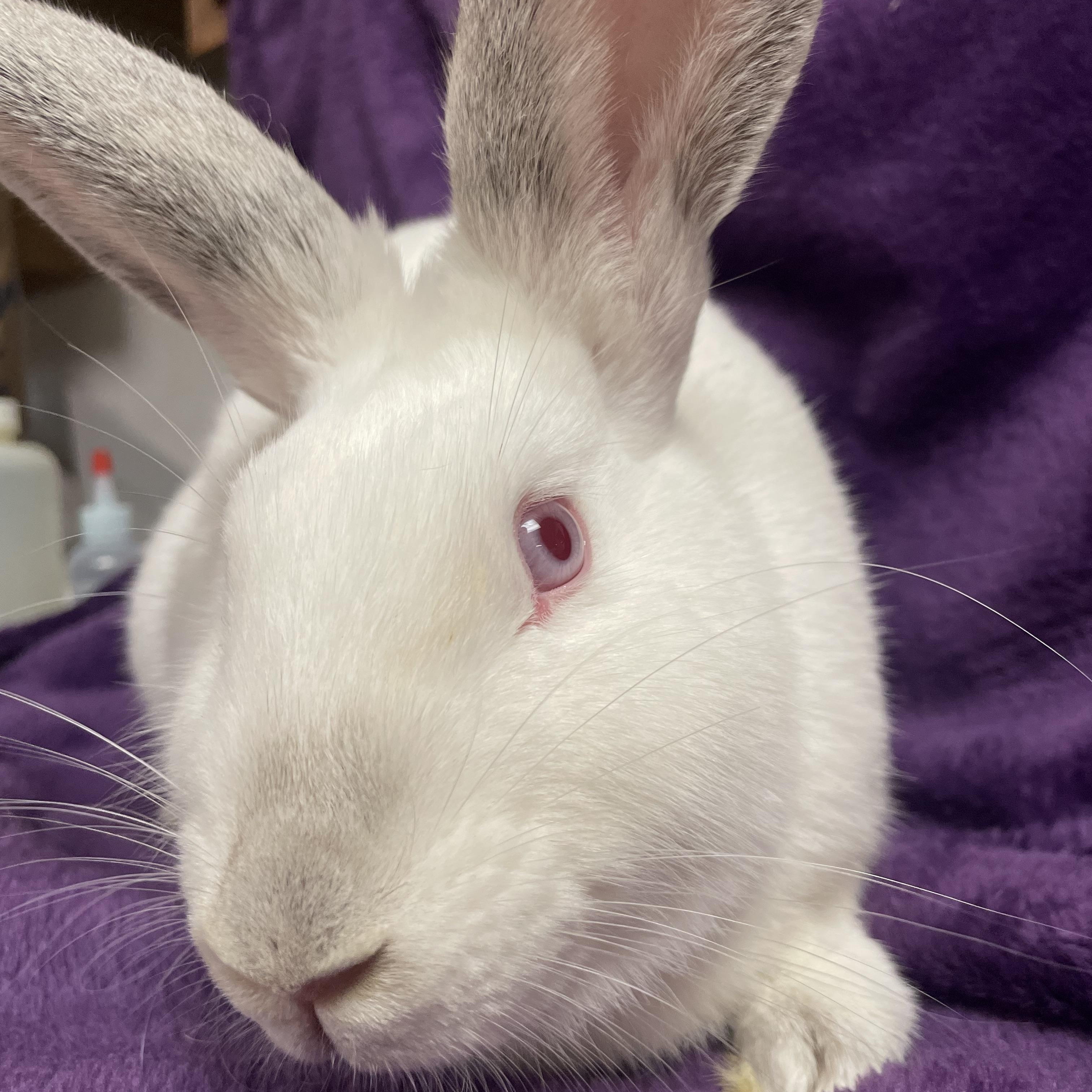 Alouette: video !! 5