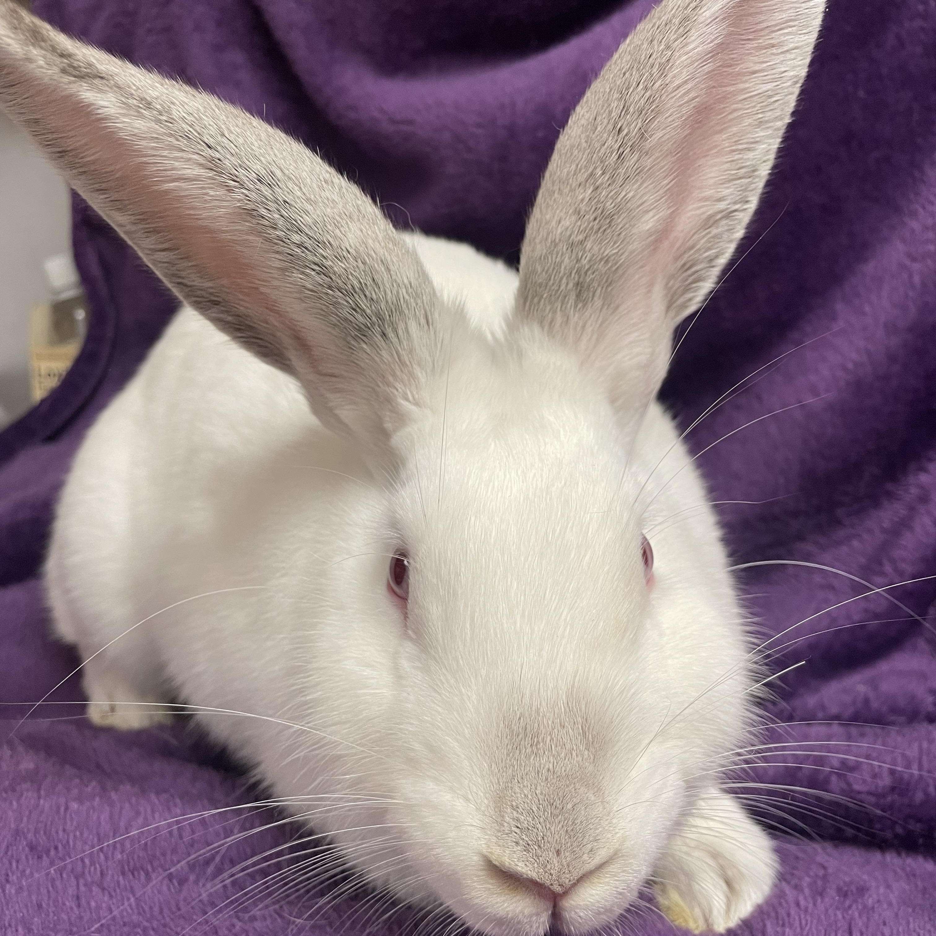 Alouette: video !! 2