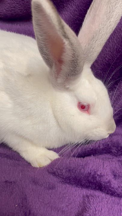 Enlarge Alouette: video !!, a Adoptable New Zealand in Edinburg, PA video 6/6