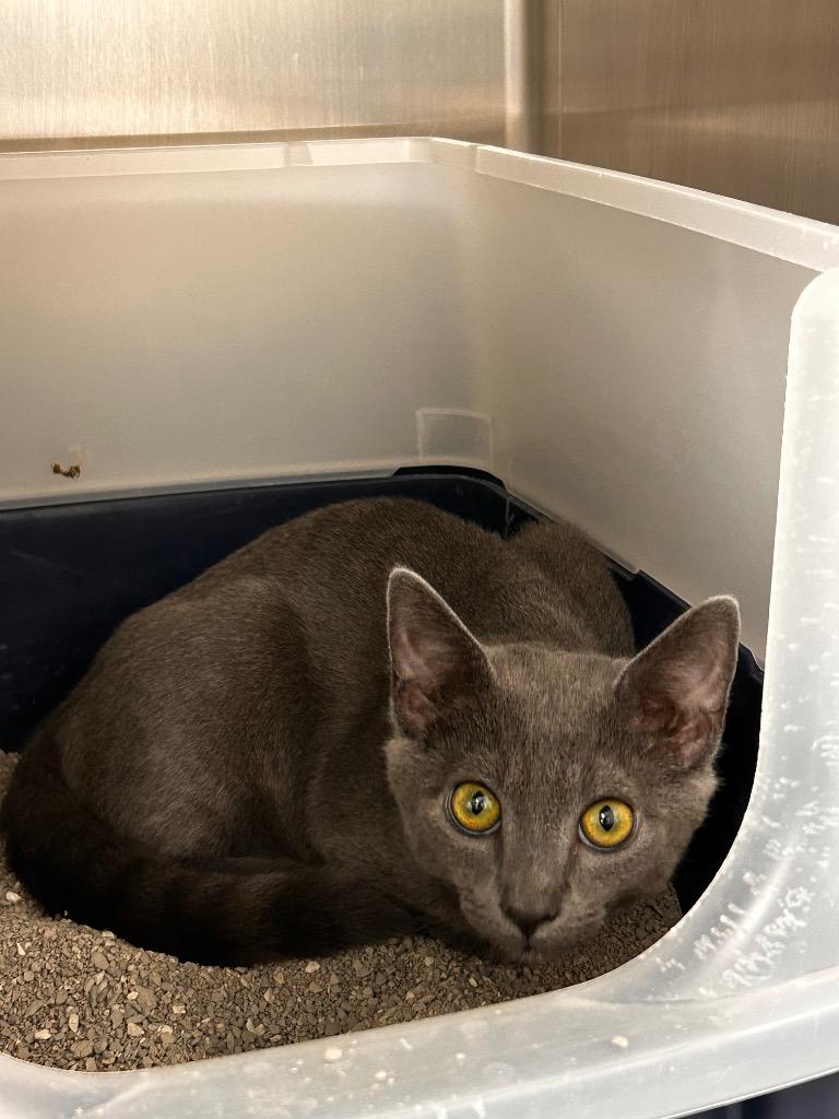 Harrison, Adoptable, Kitten Male Domestic Short Hair.